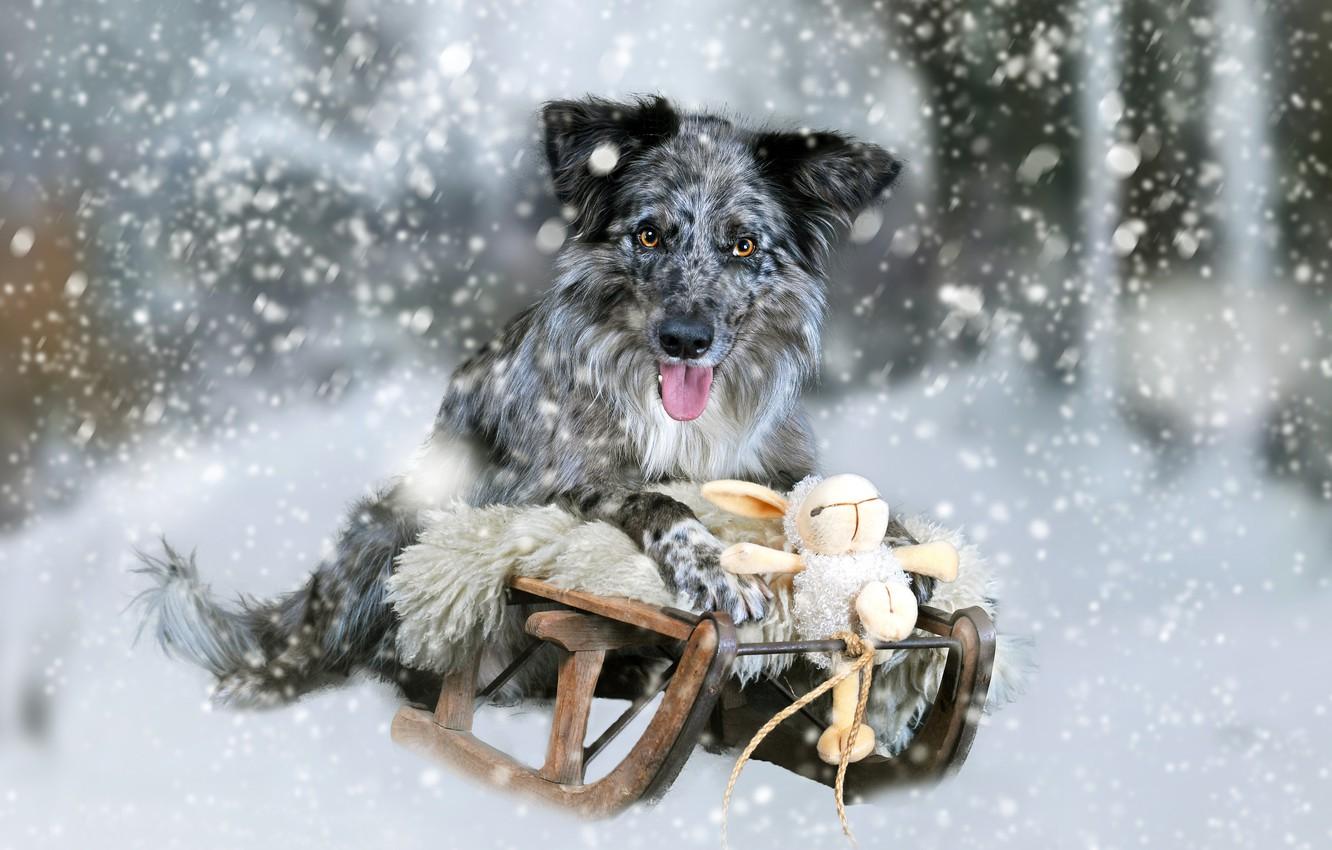 1332x850 Wallpaper snow, toy, dog, rabbit, Bunny, sled image for desktop, section собаки