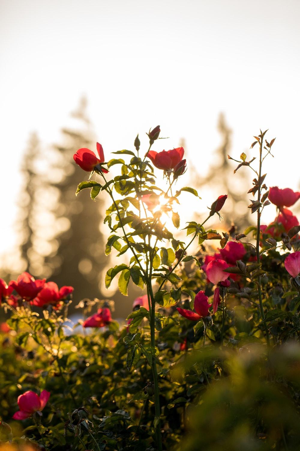 1000x1500 Sunshine Flower Picture. Download Free Image
