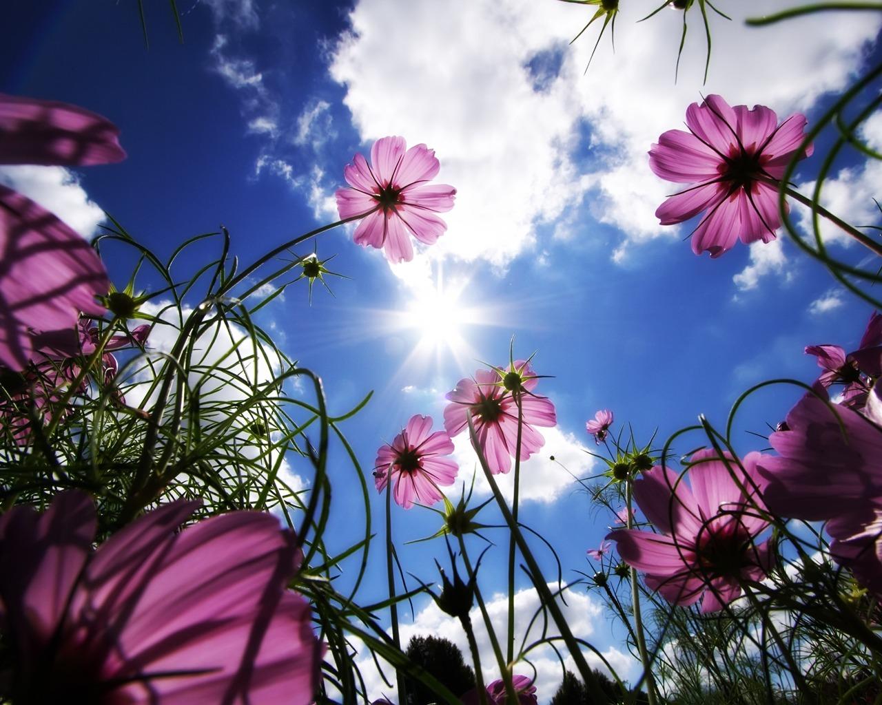 1280x1024 Sunny Flowers Wallpaper Flowers Nature Wallpaper in jpg format for free download