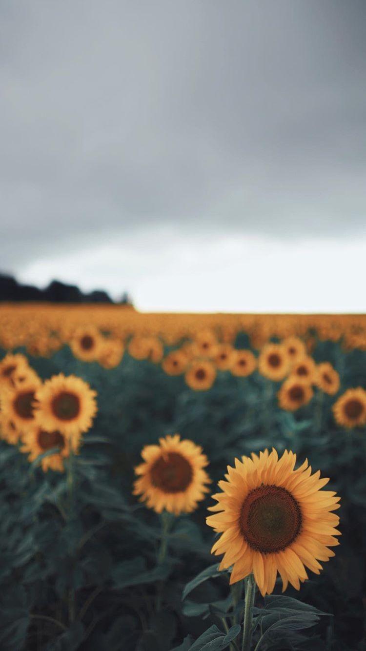 750x1334 Sunny flowers