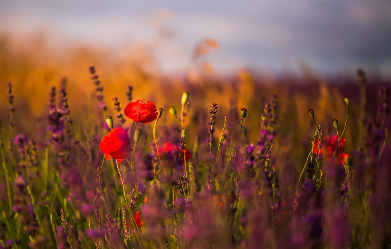 1332x850 Wallpaper field, flowers, lavender, poppies, sunny image for desktop, section цветы