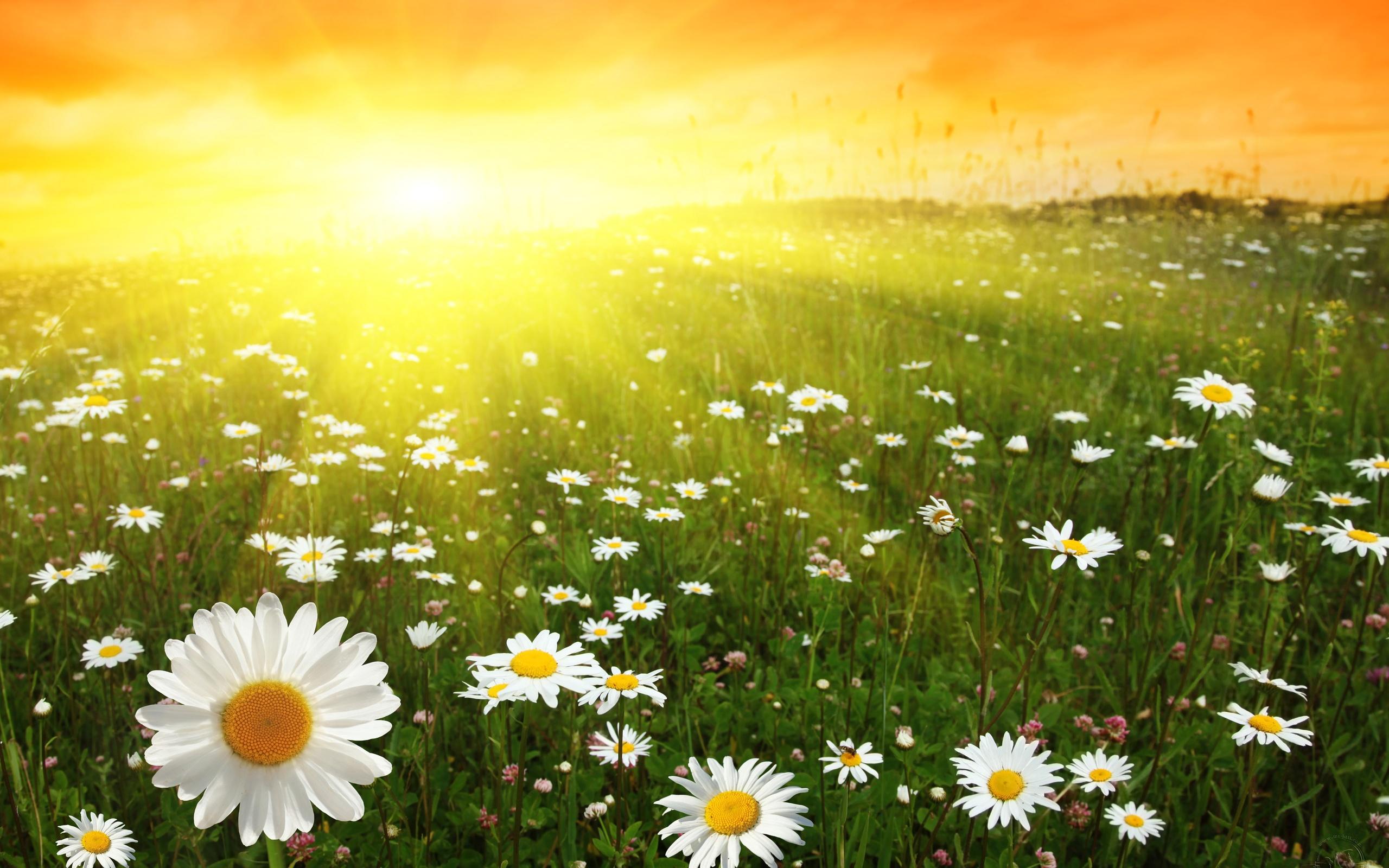 2560x1600 Free download field flowers sunny day wallpaper [2560x1600] for your Desktop, Mobile & Tablet. Explore Sunny Day Background. Sunny Wallpaper, Sunny Day Wallpaper Desktop, Sunny Day Wallpaper Nature Widescreen