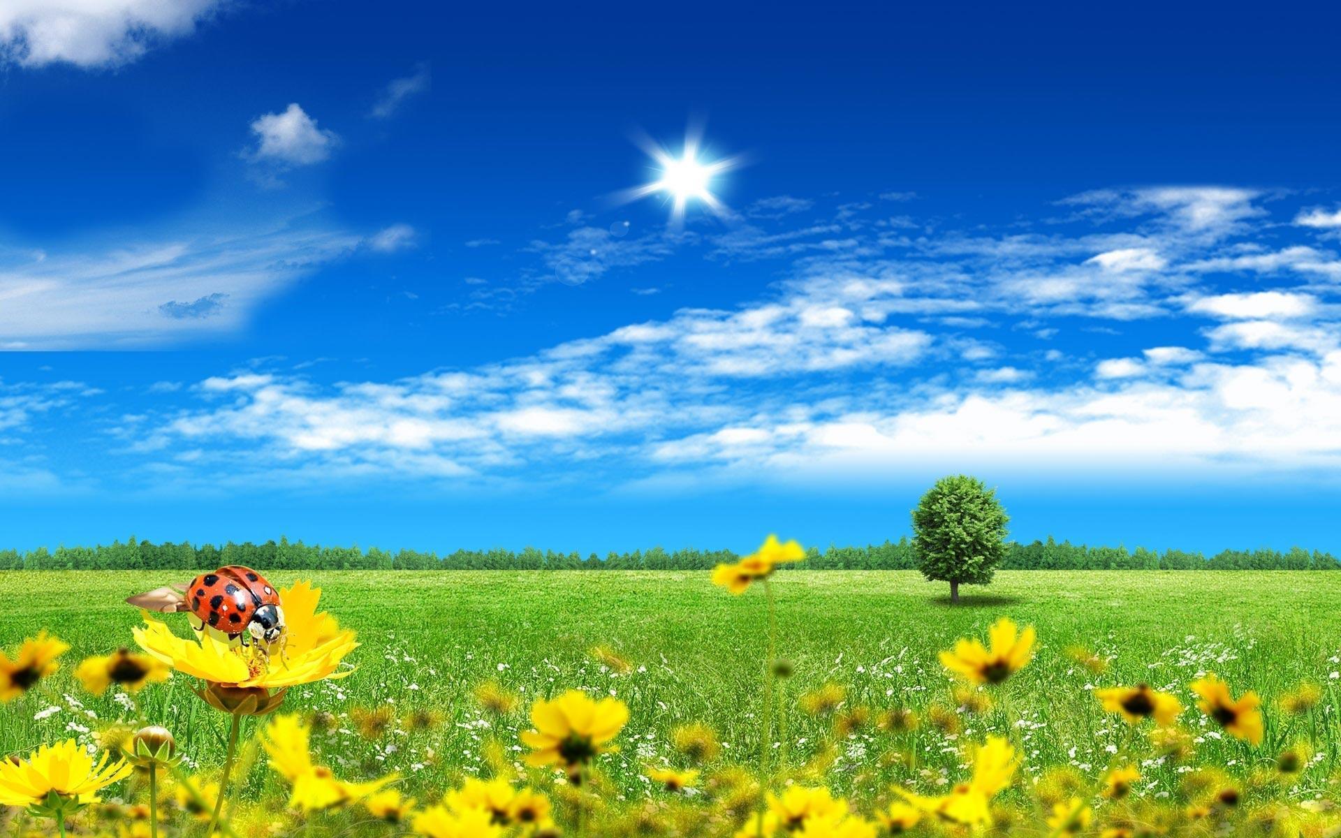 1920x1200 Flowers Sunny Day Wallpaper