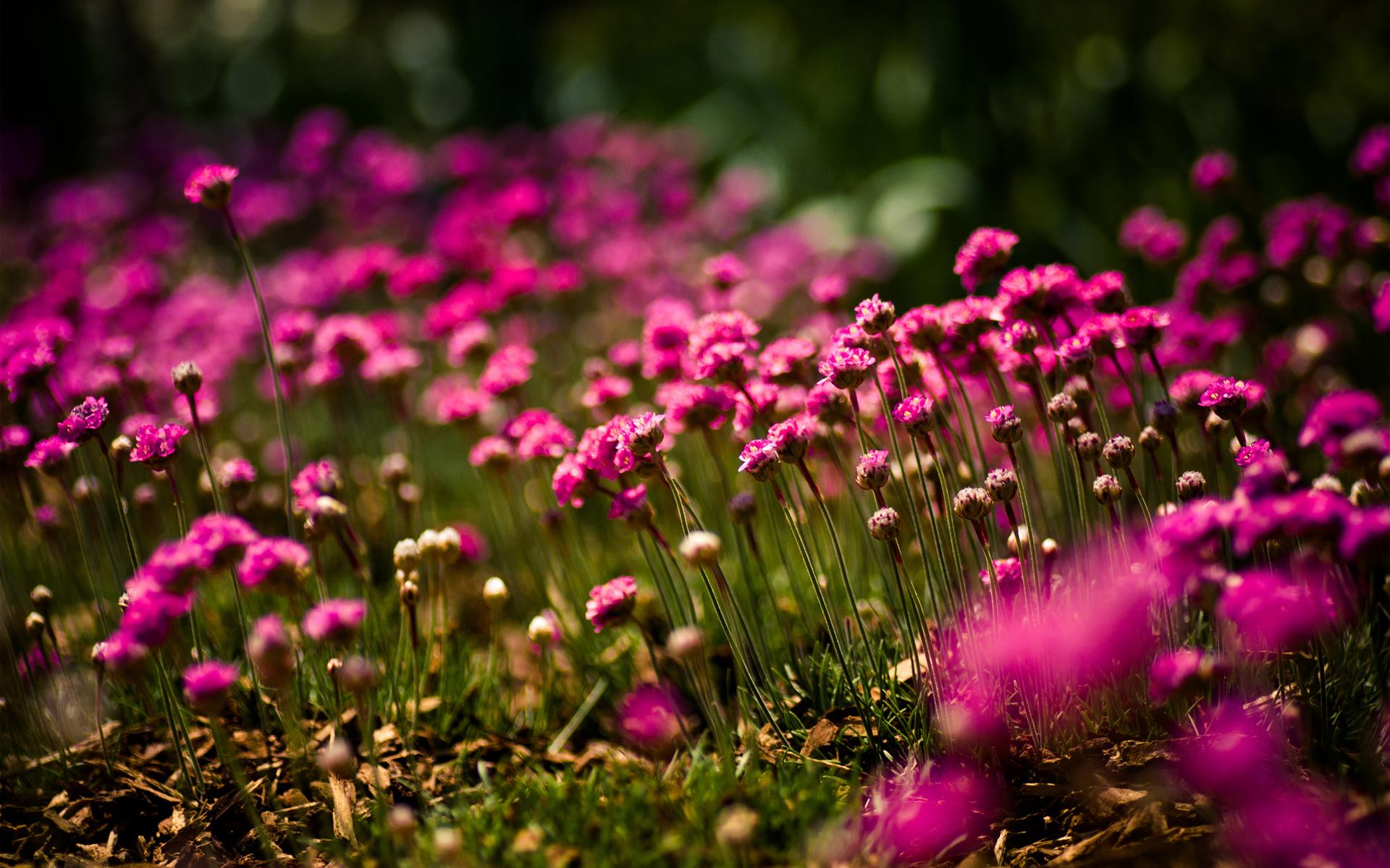 1920x1200 flowers, Bright, Field, Focus, Sunny, Meadow Wallpaper HD / Desktop and Mobile Background