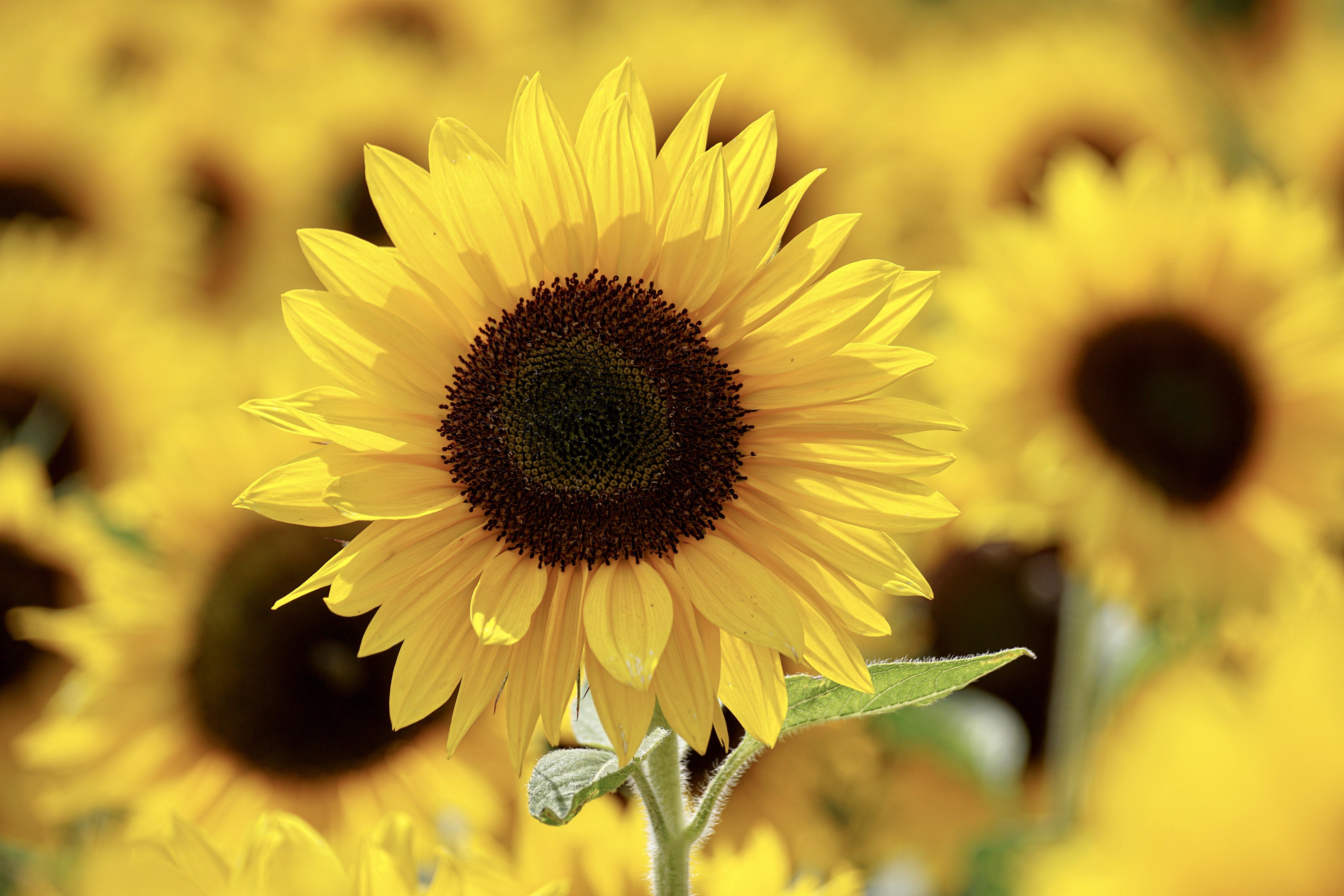 6000x4000 Shallow Focus Photography of Yellow Sunflower Field Under Sunny Sky · Free