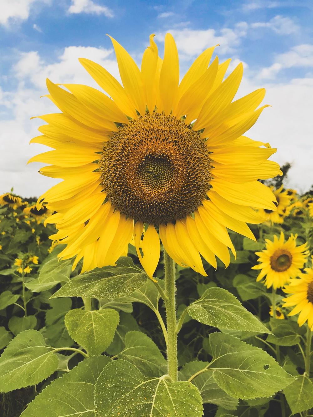 1000x1333 Sun Flower Picture [HQ]. Download Free Image