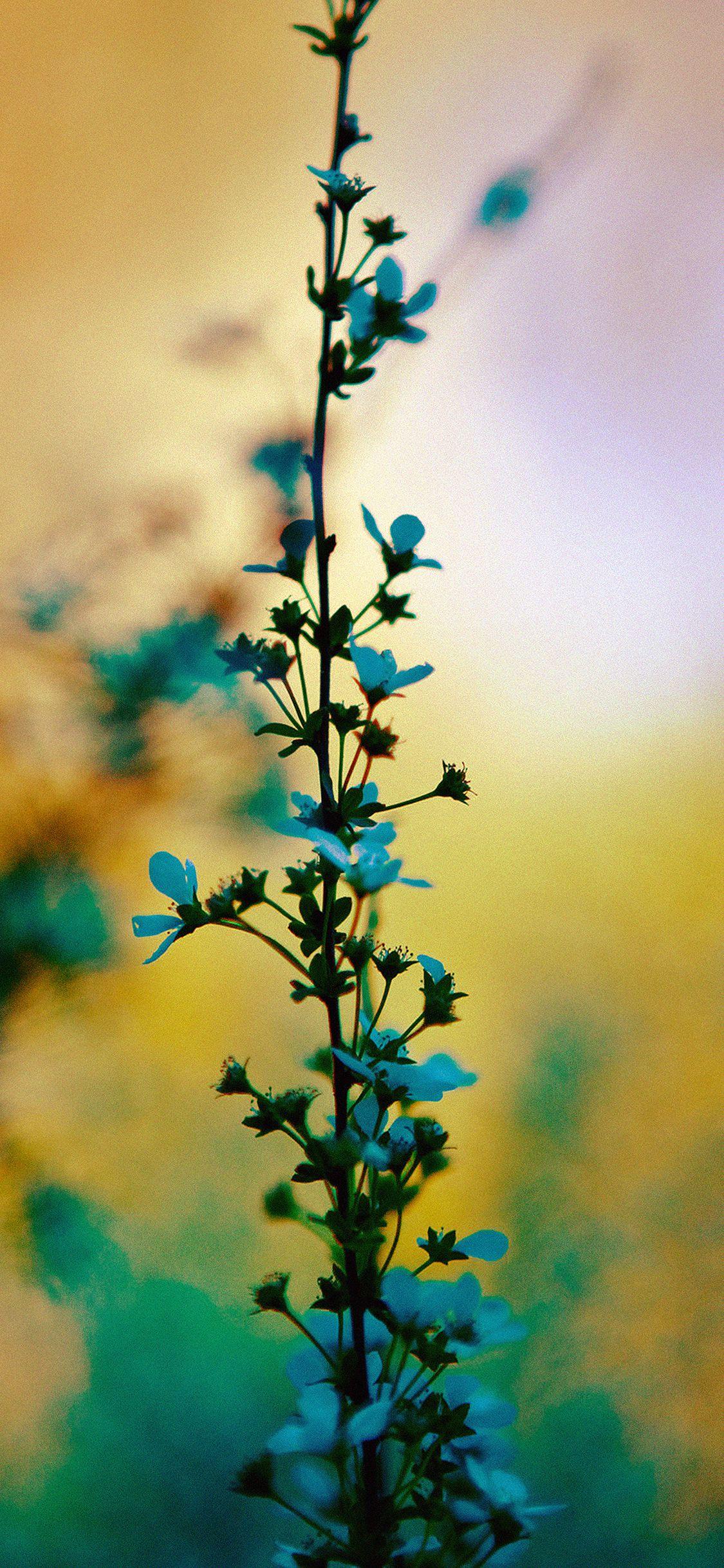 1125x2436 Blue flower sunny bright day bokeh iPhone X Wallpaper Free Download