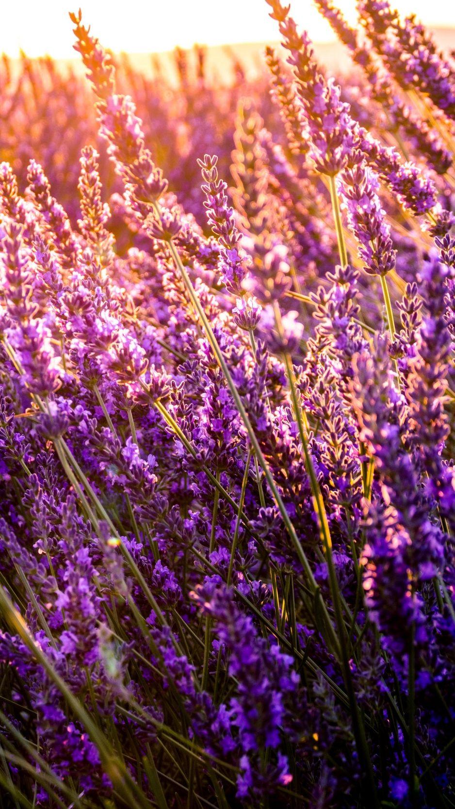 938x1668 Flower Field iPhone Wallpaper