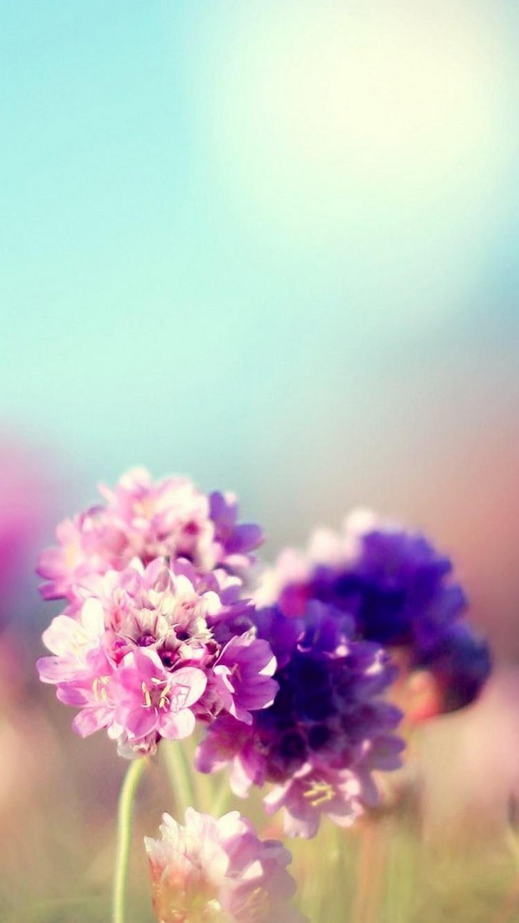 750x1334 Flowers Field Nature Sunny iPhone 6 Wallpaper HD