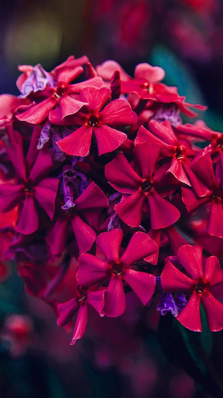 750x1334 iPhone 6 wallpaper. nature flower red blossom beautiful spring