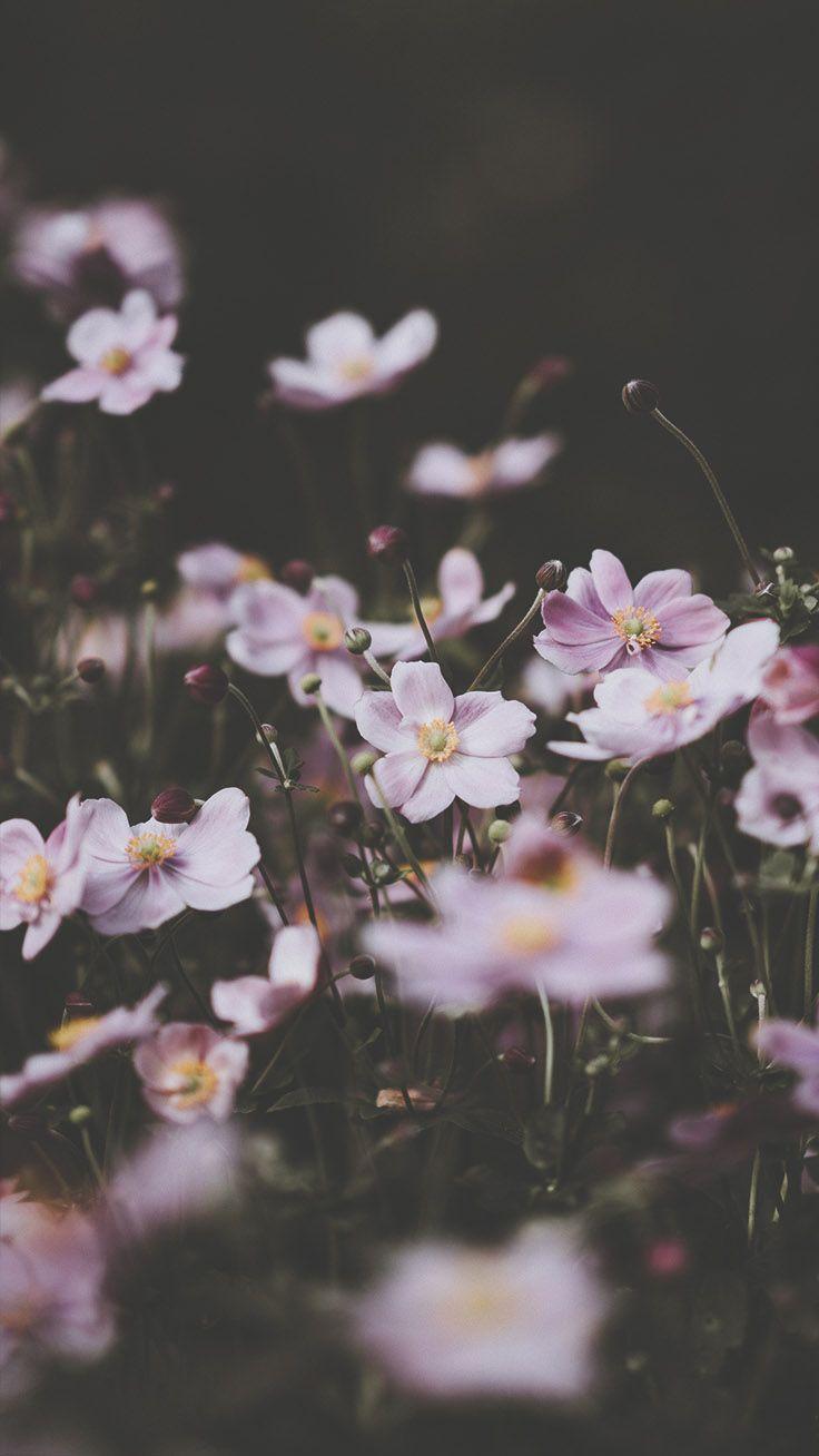 Beautiful Flowers iPhone Wallpapers Top Free Beautiful Flowers iPhone