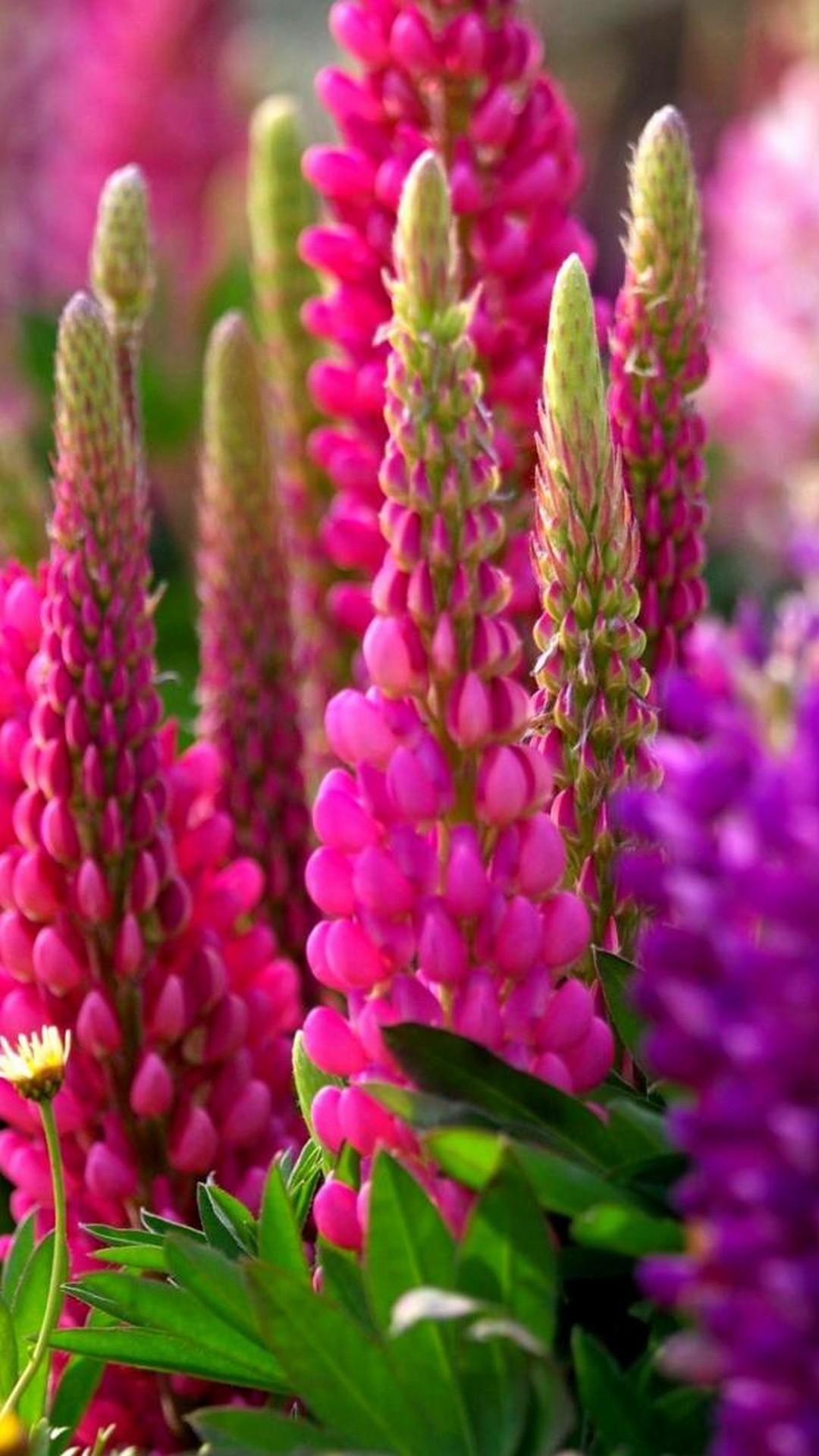 1080x1920 iPhone X Wallpaper Beautiful Spring Resolution Wallpaper Beautiful Flowers