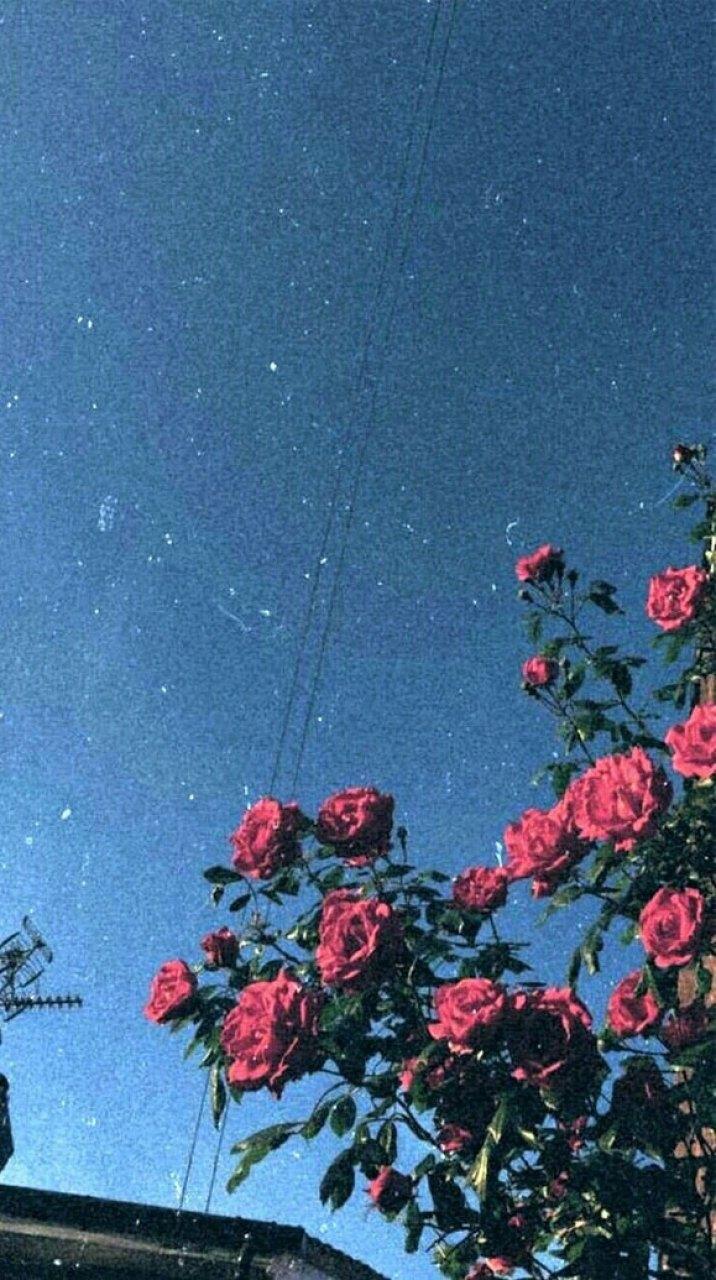 716x1280 Beautiful Flower iPhone Wallpaper