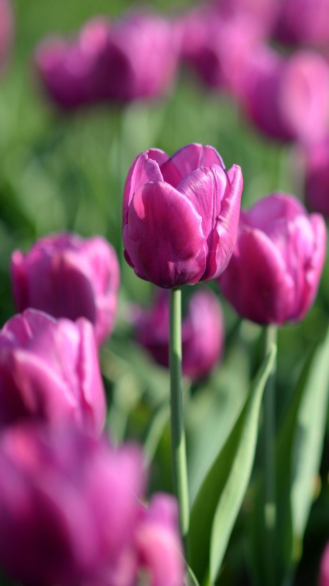 1080x1920 4k iPhone 11 Flowers Wallpaper