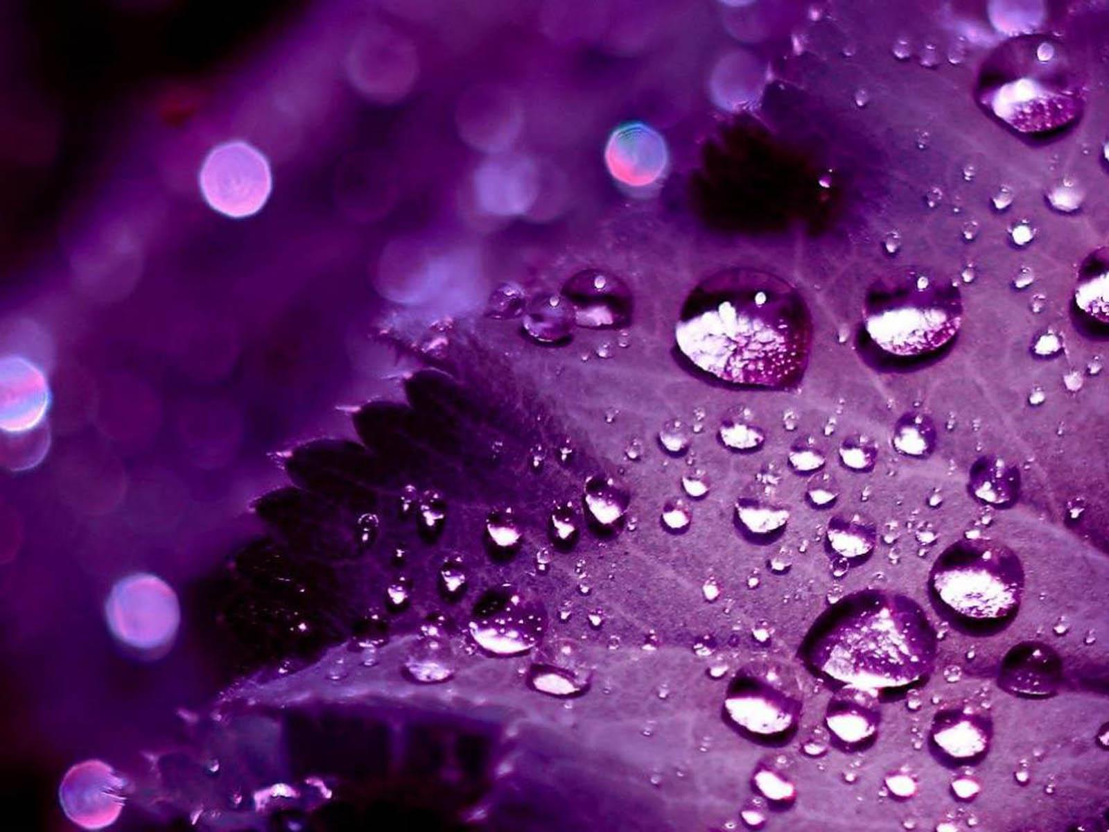 1600x1200 Purple HD Wallpaper