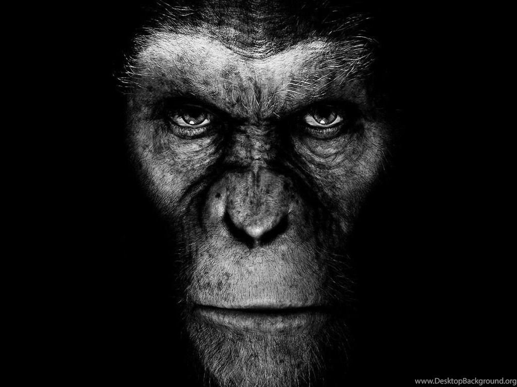 1024x768 Monkey Wallpaper_hd Wallpaper_download Free Wallpaper Desktop Background