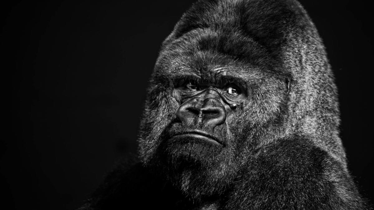 1200x675 Gorilla Wallpaper Free Gorilla Background