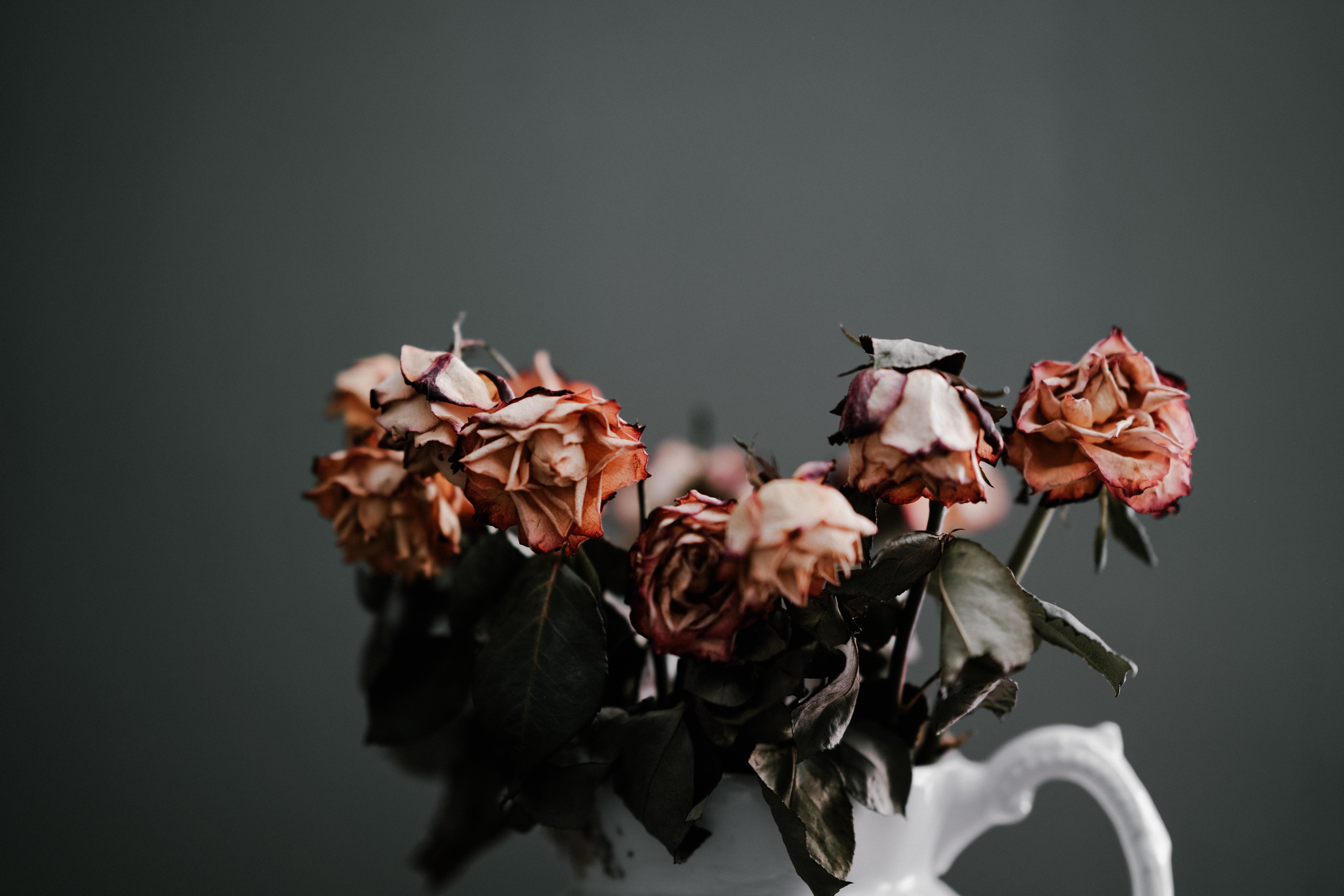 7952x5304 7952x5304 #rose, #flower, #sad, #mood, #lifeless, #dead flower, #vase, #Free image, #flowers, #leafe, #moody, #old, #dried, #sadness. Mocah HD Wallpaper