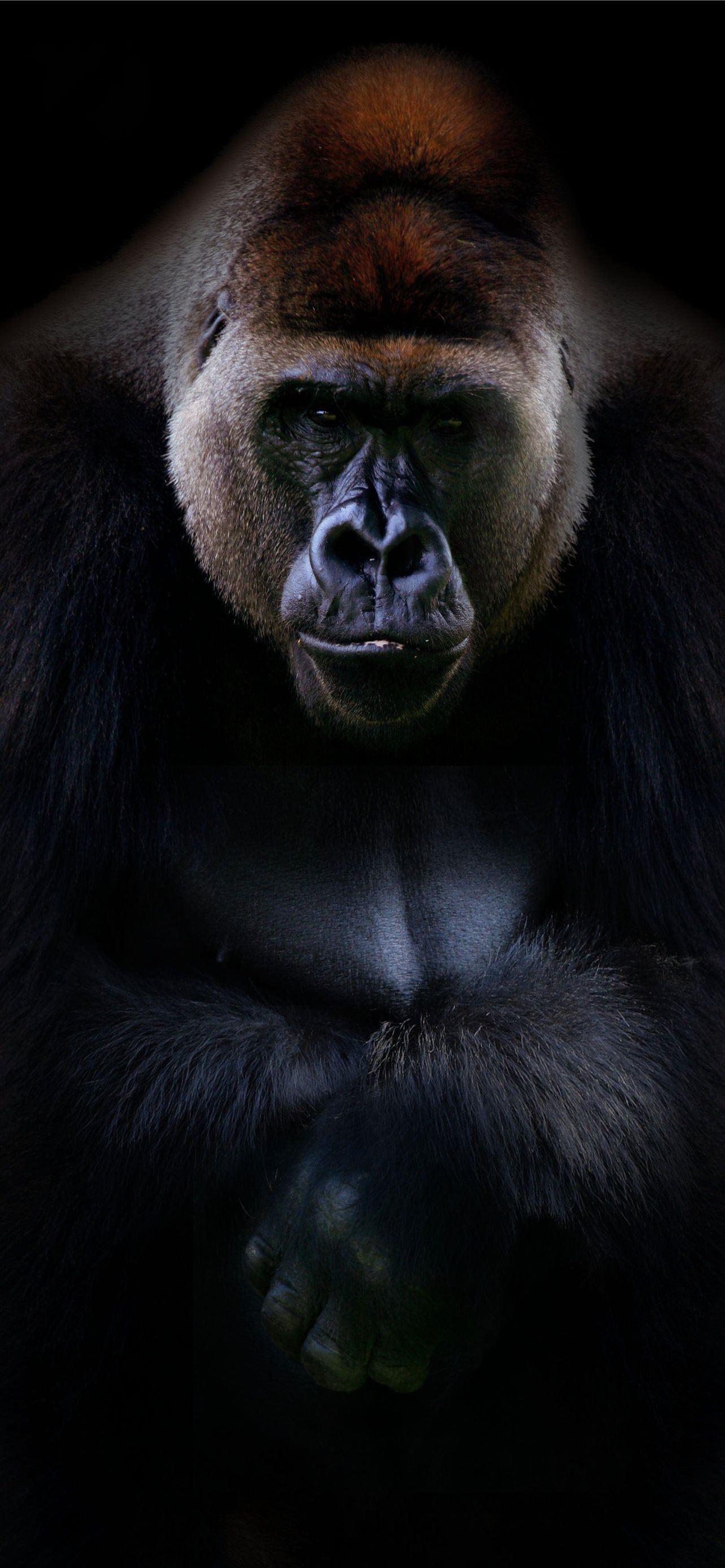 1284x2778 Silverback Gorilla Background Free Picture iPhone Wallpaper Free Download
