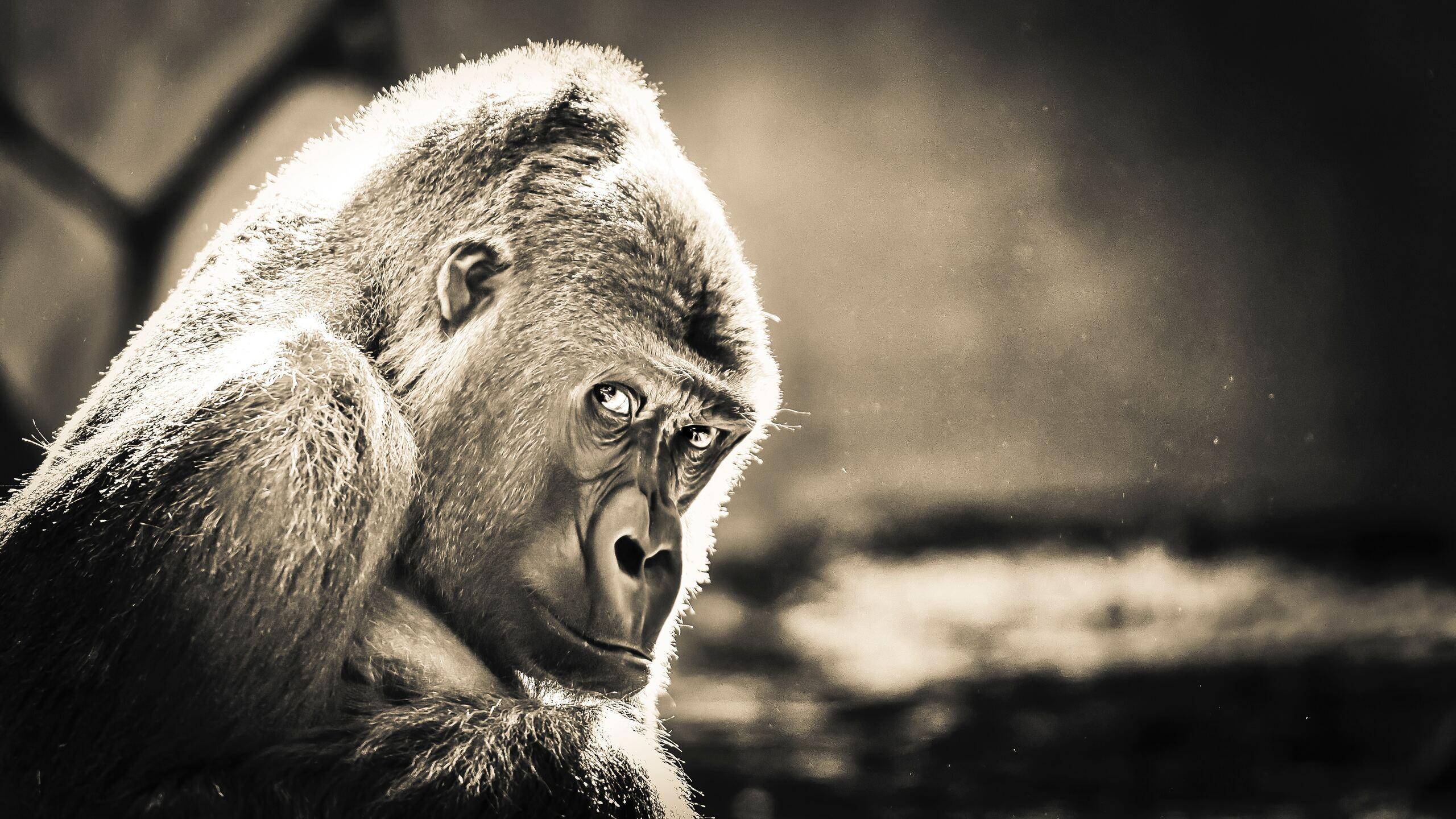 2560x1440 Gorilla 1440P Resolution HD 4k Wallpaper, Image, Background, Photo and Picture