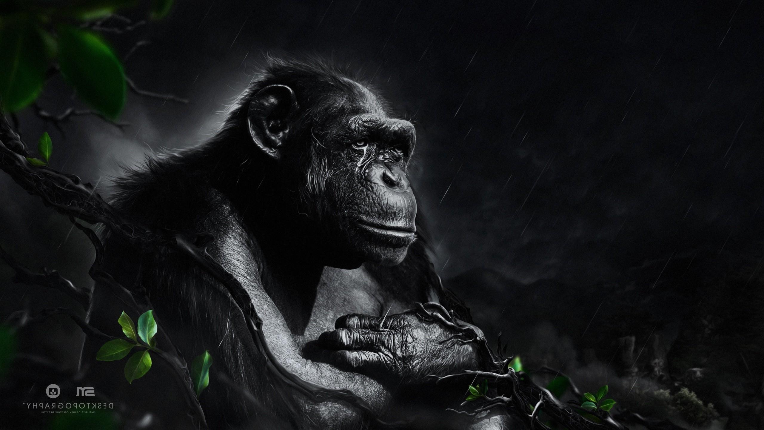 2560x1440 fantasy Art, Gorillas, Desktopography Wallpaper HD / Desktop and Mobile Background