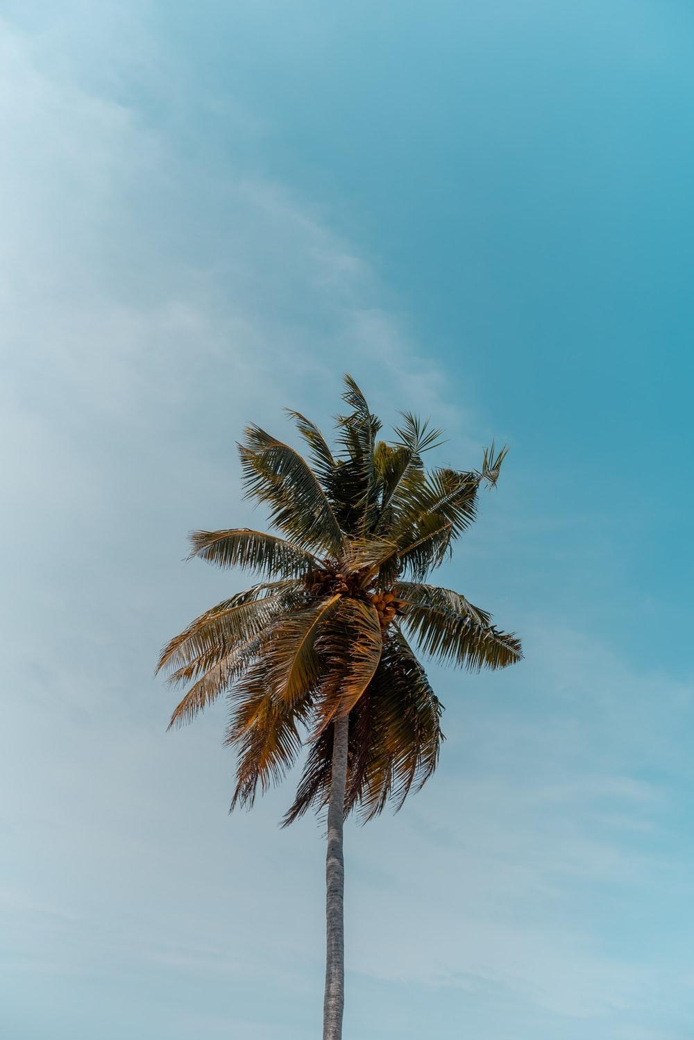 1000x1498 iPod Wallpaper: Free HD Download [HQ]