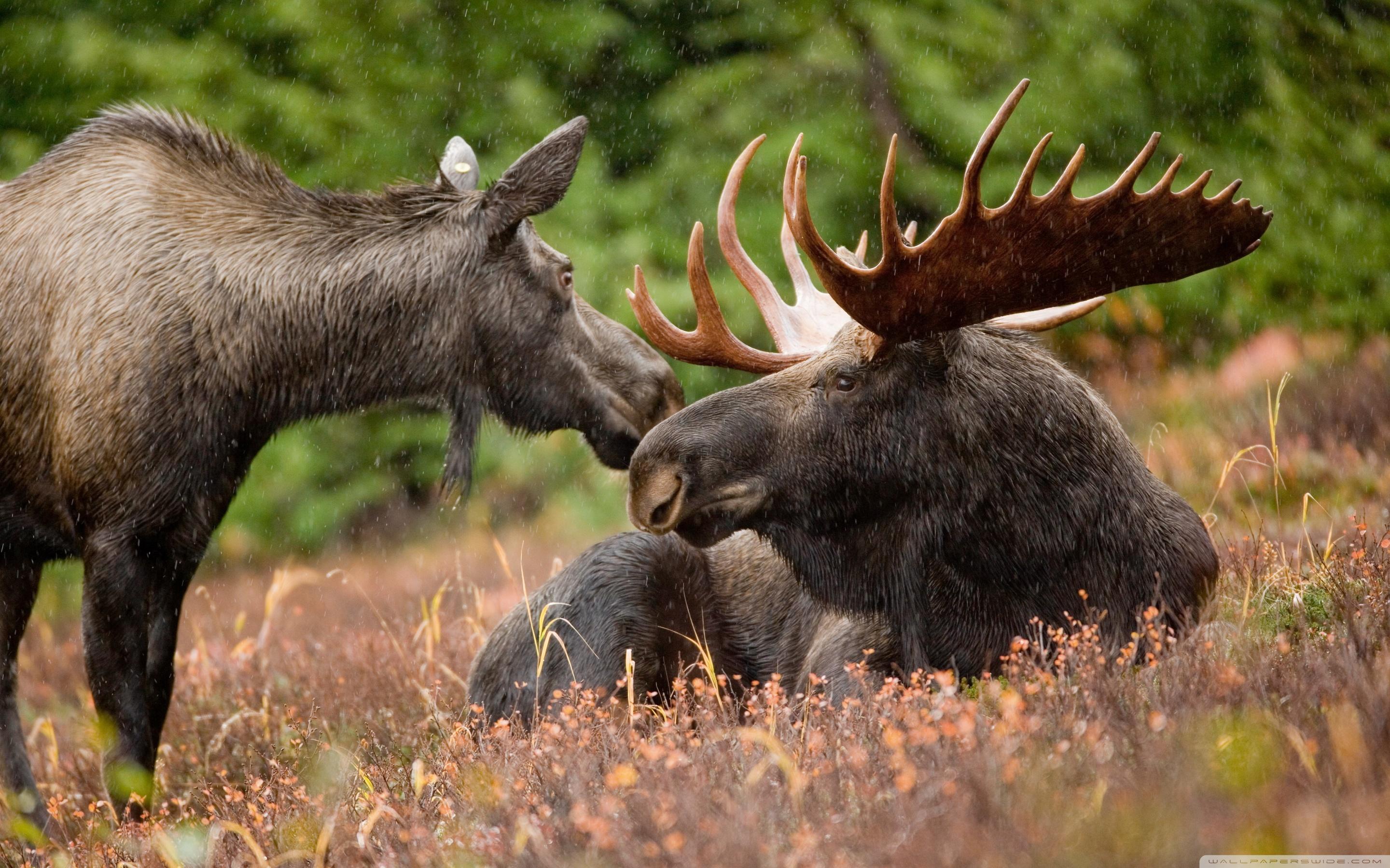 2880x1800 Alaskan Moose Pair Ultra HD Desktop Background Wallpaper for 4K UHD TV : Widescreen & UltraWide Desktop & Laptop : Tablet