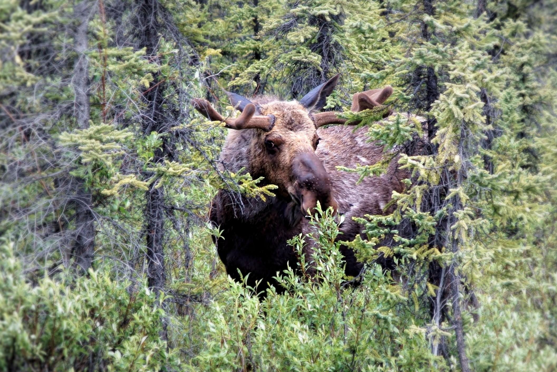 2113x1411 Bull Moose HD Wallpaper