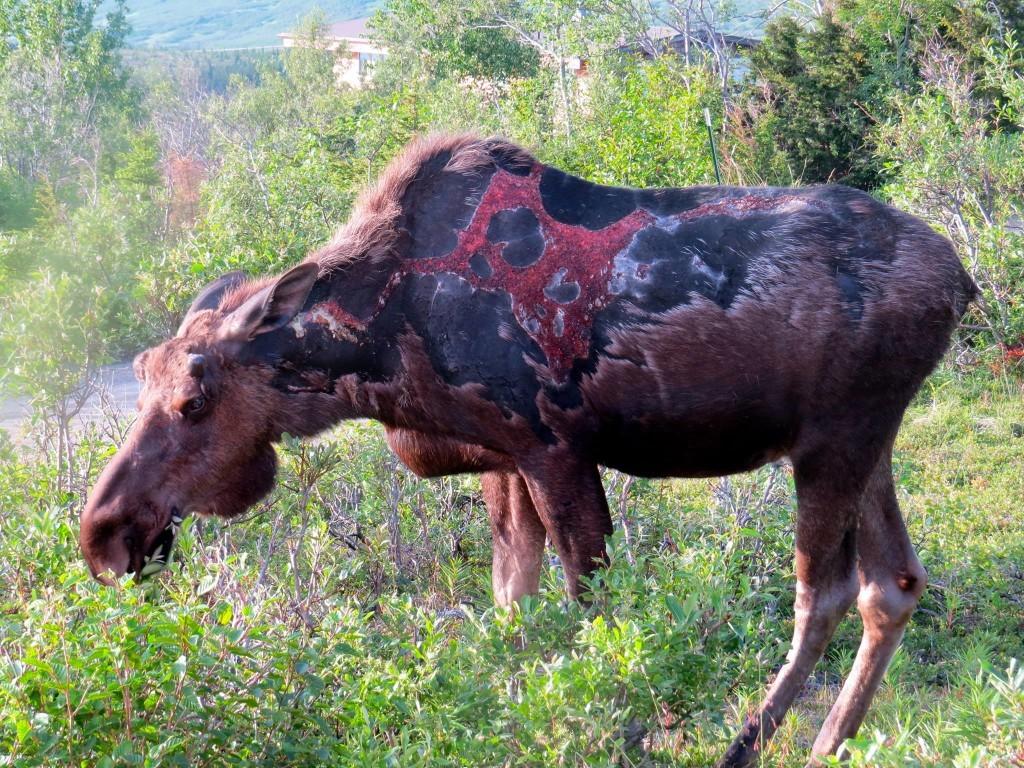 1024x768 Remember the Zombie Moose That Baffled Alaskan Authorities?