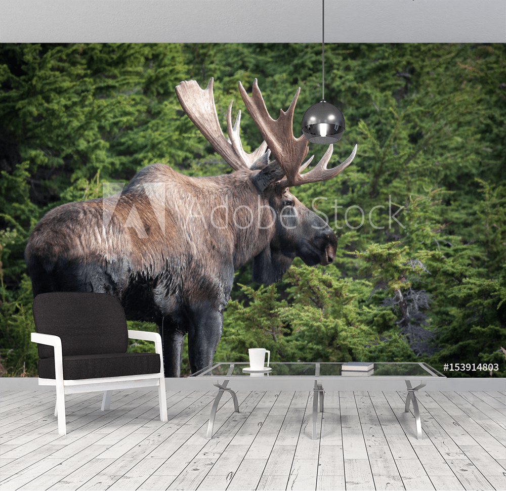 1000x971 Alaska Moose from Wallmural