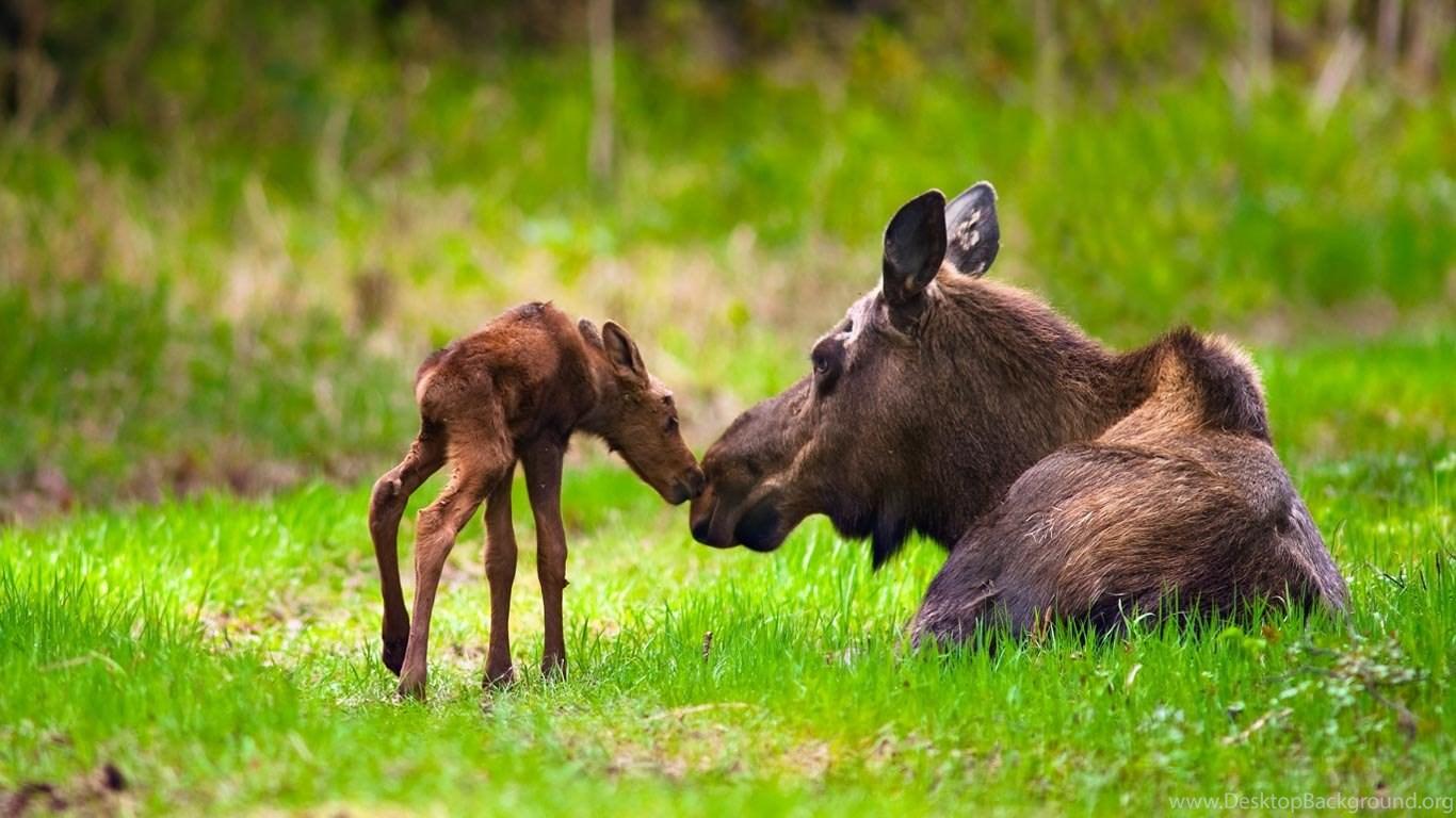 1366x768 Download Alaska Moose Wallpaper Picture Desktop Background