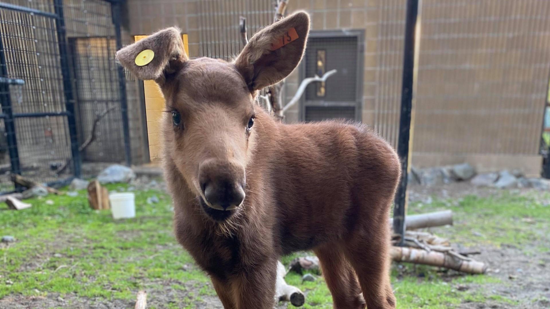 1920x1080 Cheyenne Mountain Zoo to welcome new baby Alaska moose July
