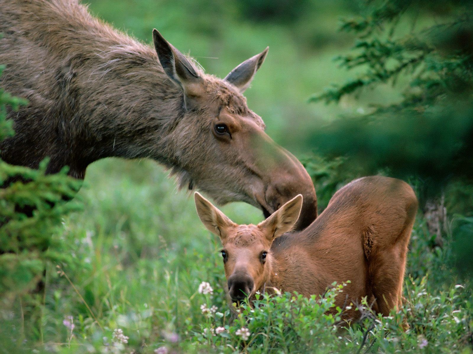 1600x1200 Free download mother moose with calf boreal forest alaska picture [1600x1200] for your Desktop, Mobile & Tablet. Explore Moose Wallpaper. Moose Wallpaper for Computer