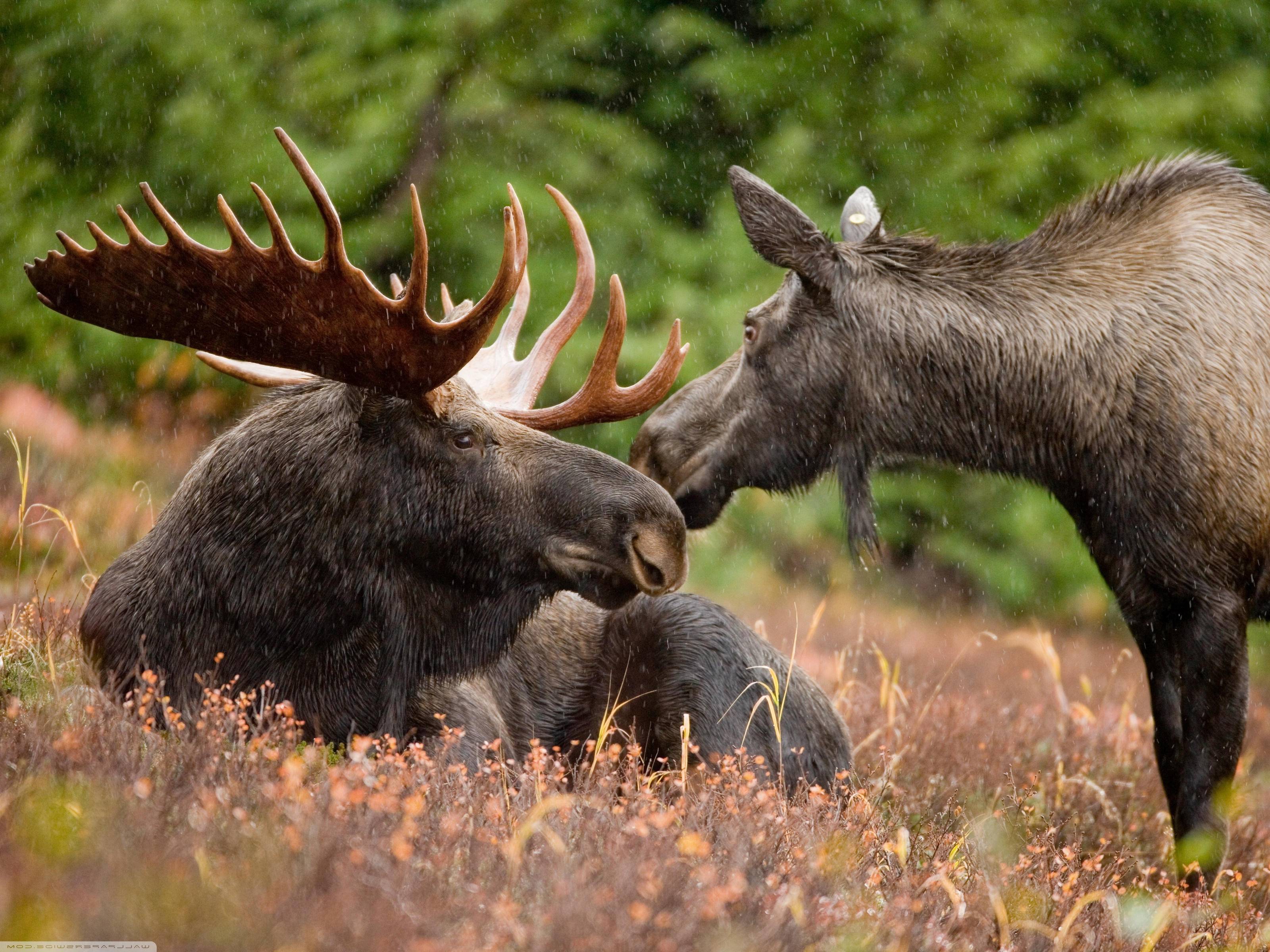 Alaska Moose Wallpapers - Top Free Alaska Moose Backgrounds