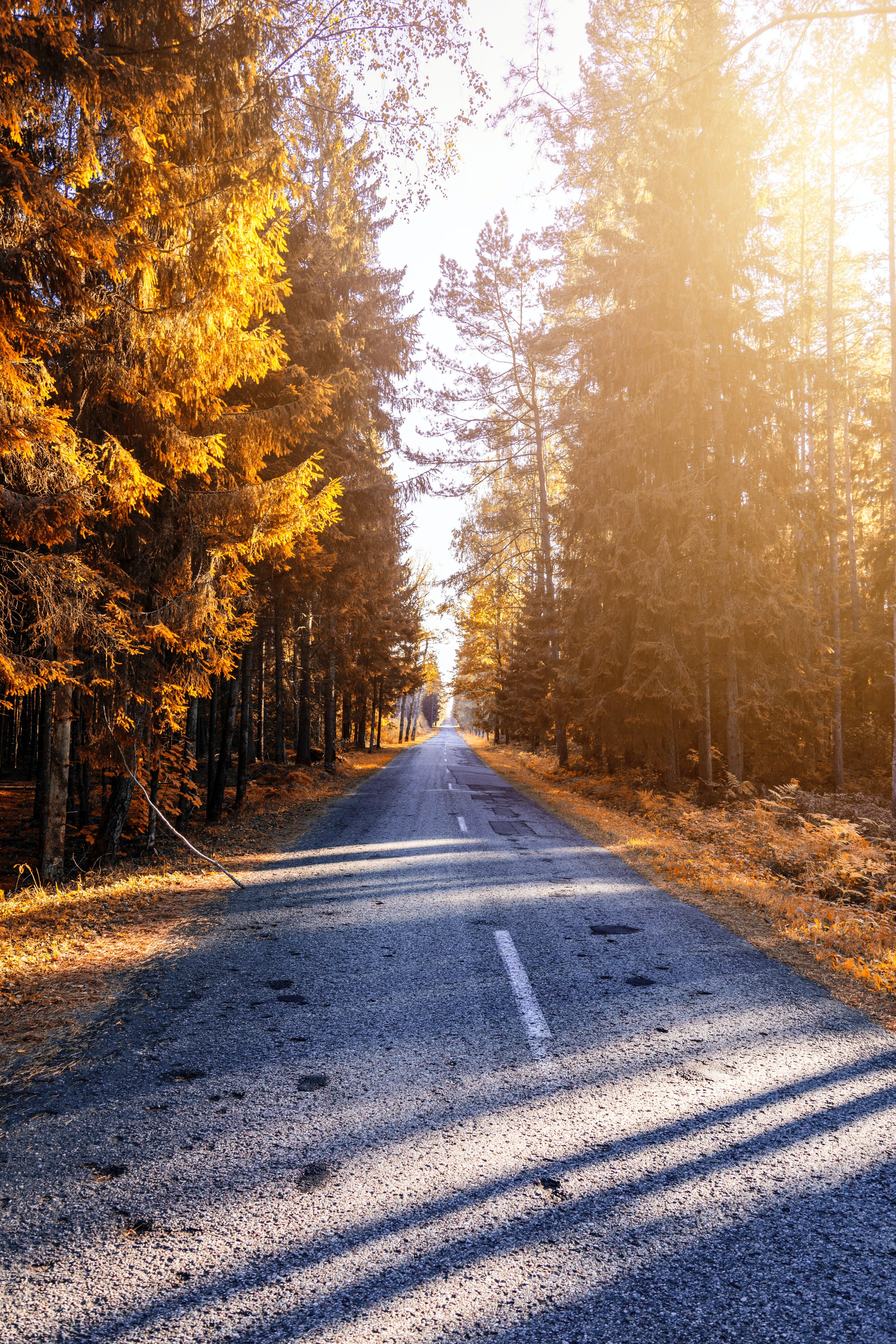 4000x6000 Photograph of a Pathway in Forest · Free