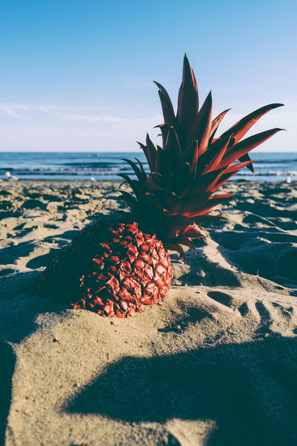 1000x1500 pineapple on shore photo