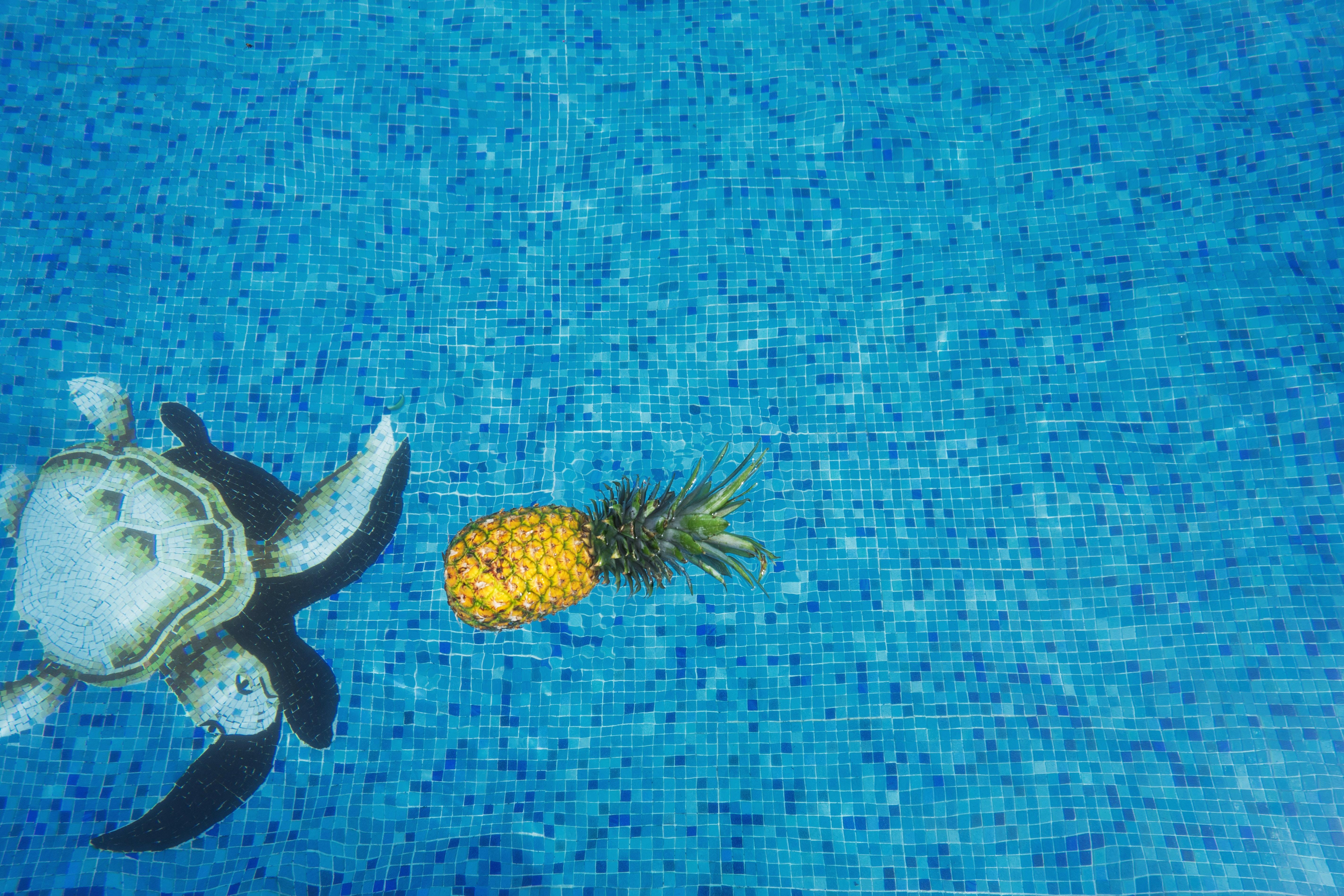 5694x3796 5694x3796 #tropical, #tile, #relax, #Free image, #bright, #pool, #tropical fruit, #swim, #turtle, #fresh, #summer, #fruit, #leisure, #glittery, #shadow, #resort, #vacation, #float, #sea turtle, #pineapple, # water. Mocah HD Wallpaper
