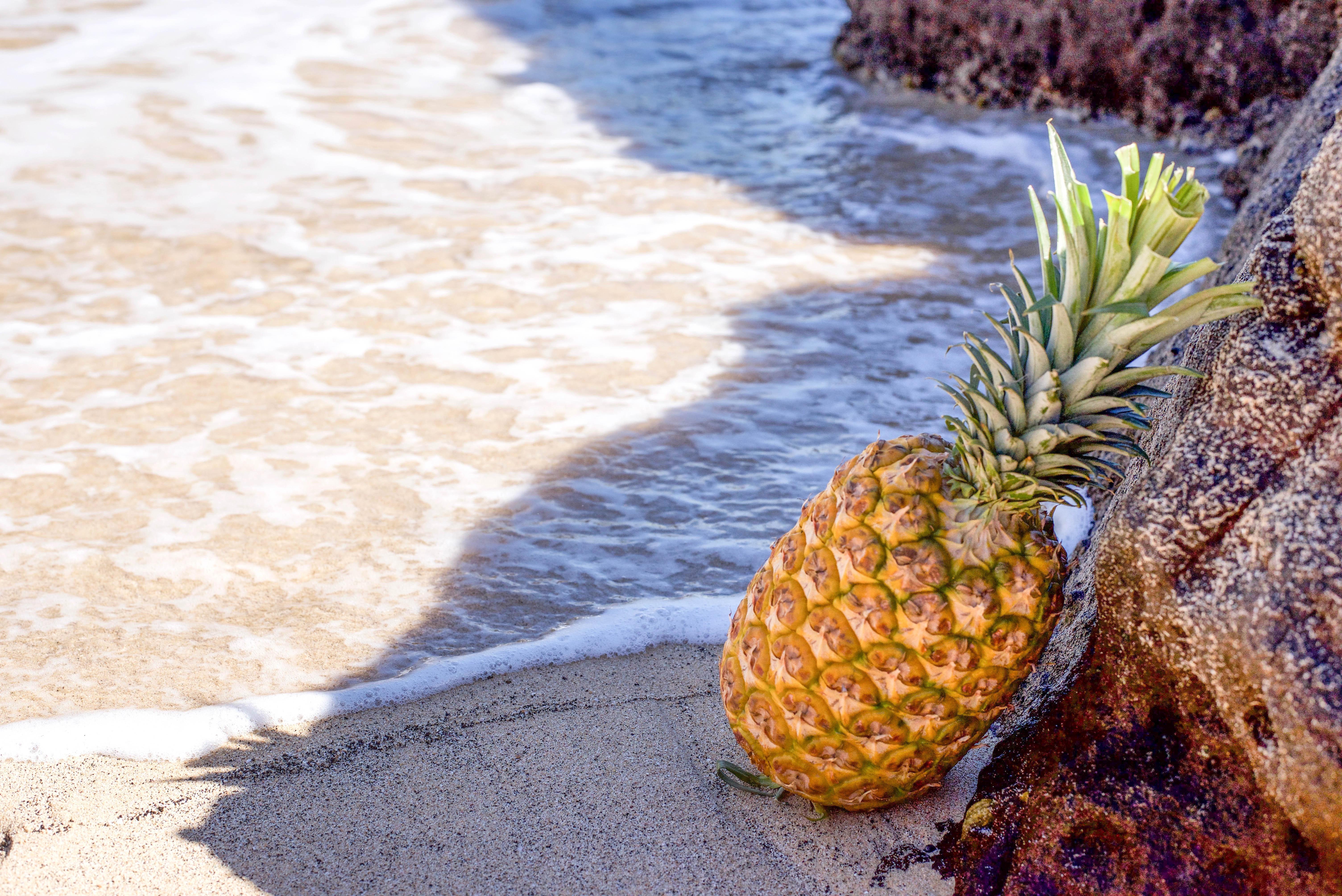 6016x4016 Free photo: Pineapple in Seashore Leaning on Brown Rock, Water, Vacation