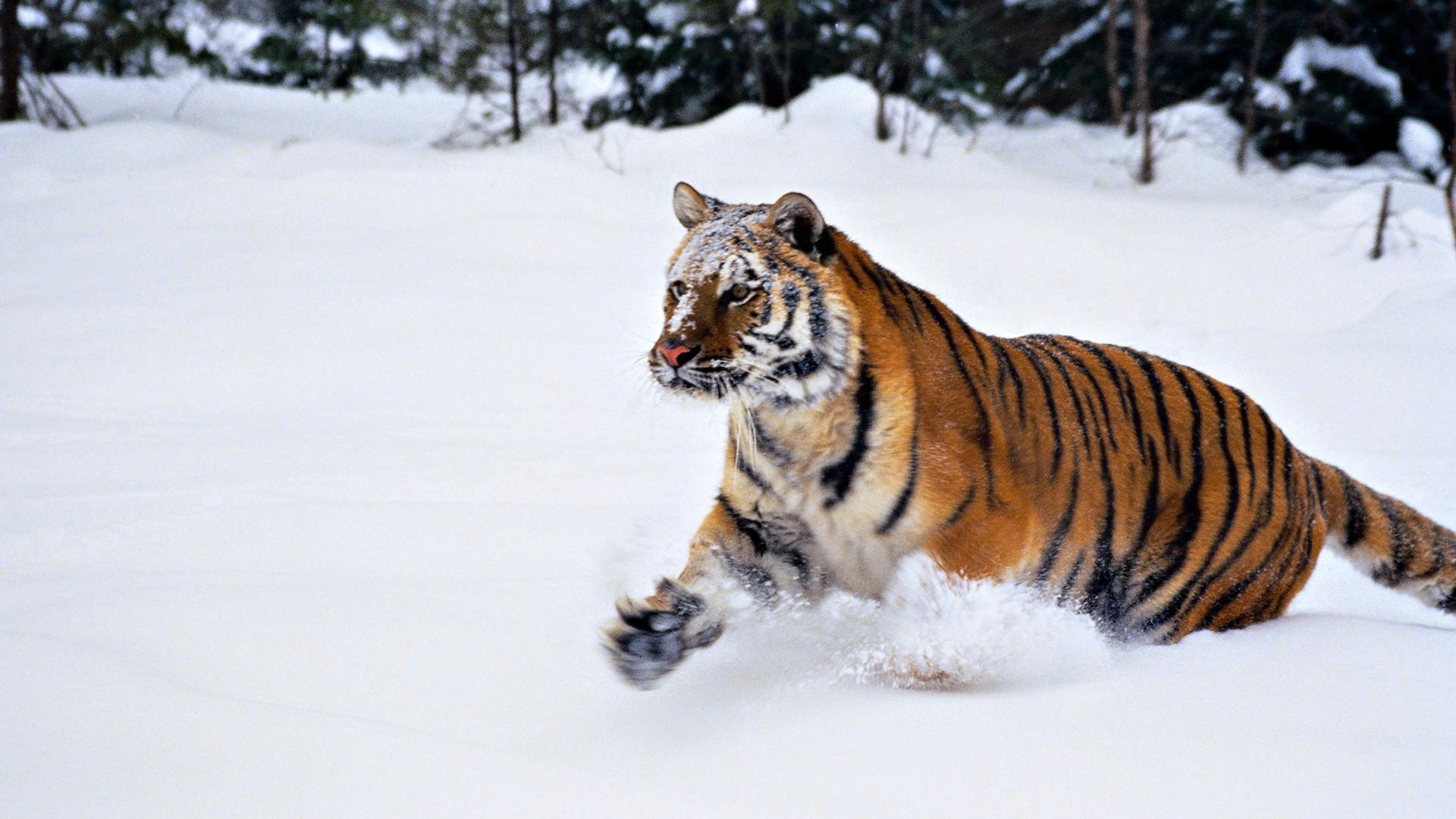 1920x1080 Tiger HD Wallpaper