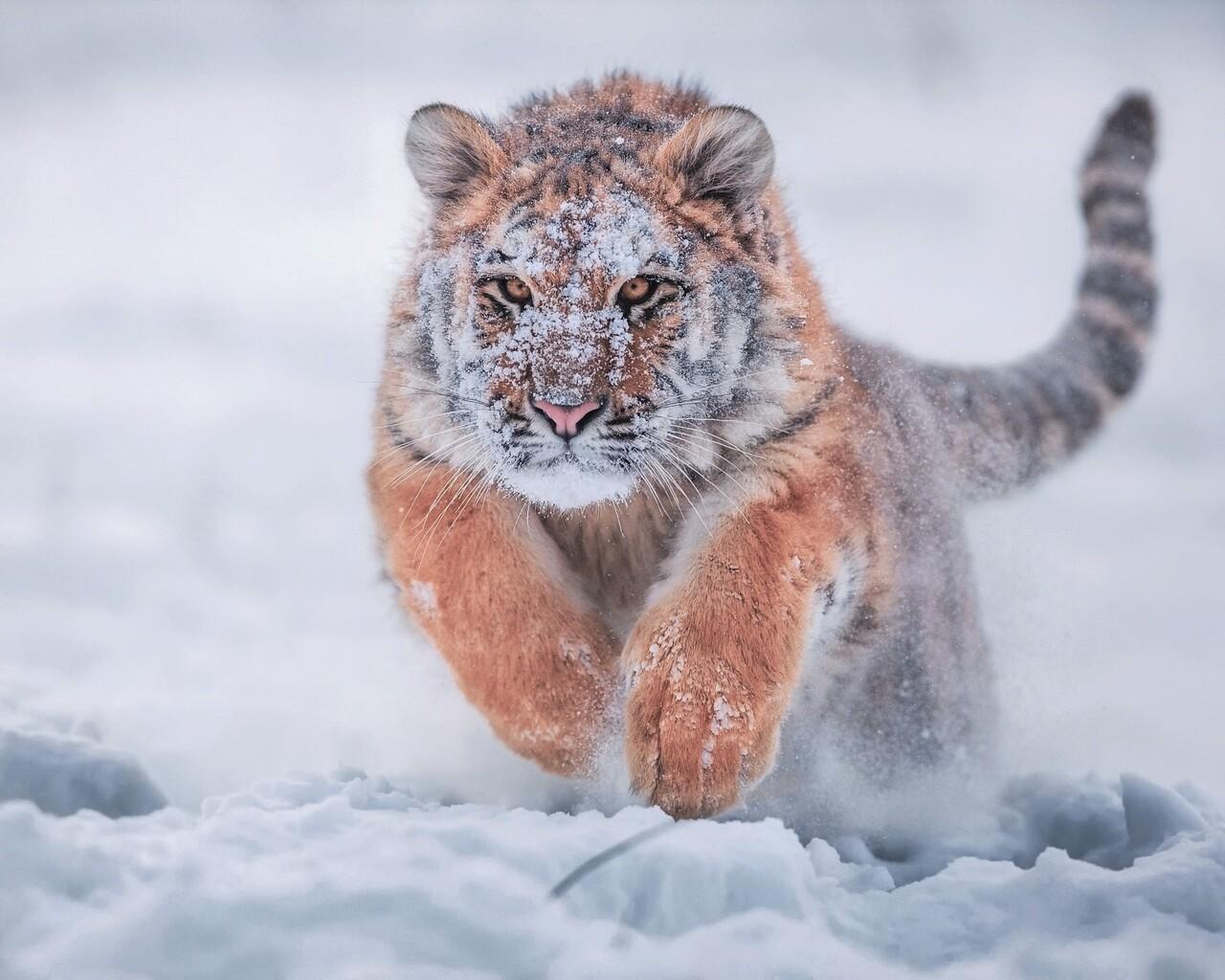 1280x1024 Siberian Tiger In Snow 1280x1024 Resolution HD 4k Wallpaper, Image, Background, Photo and Picture