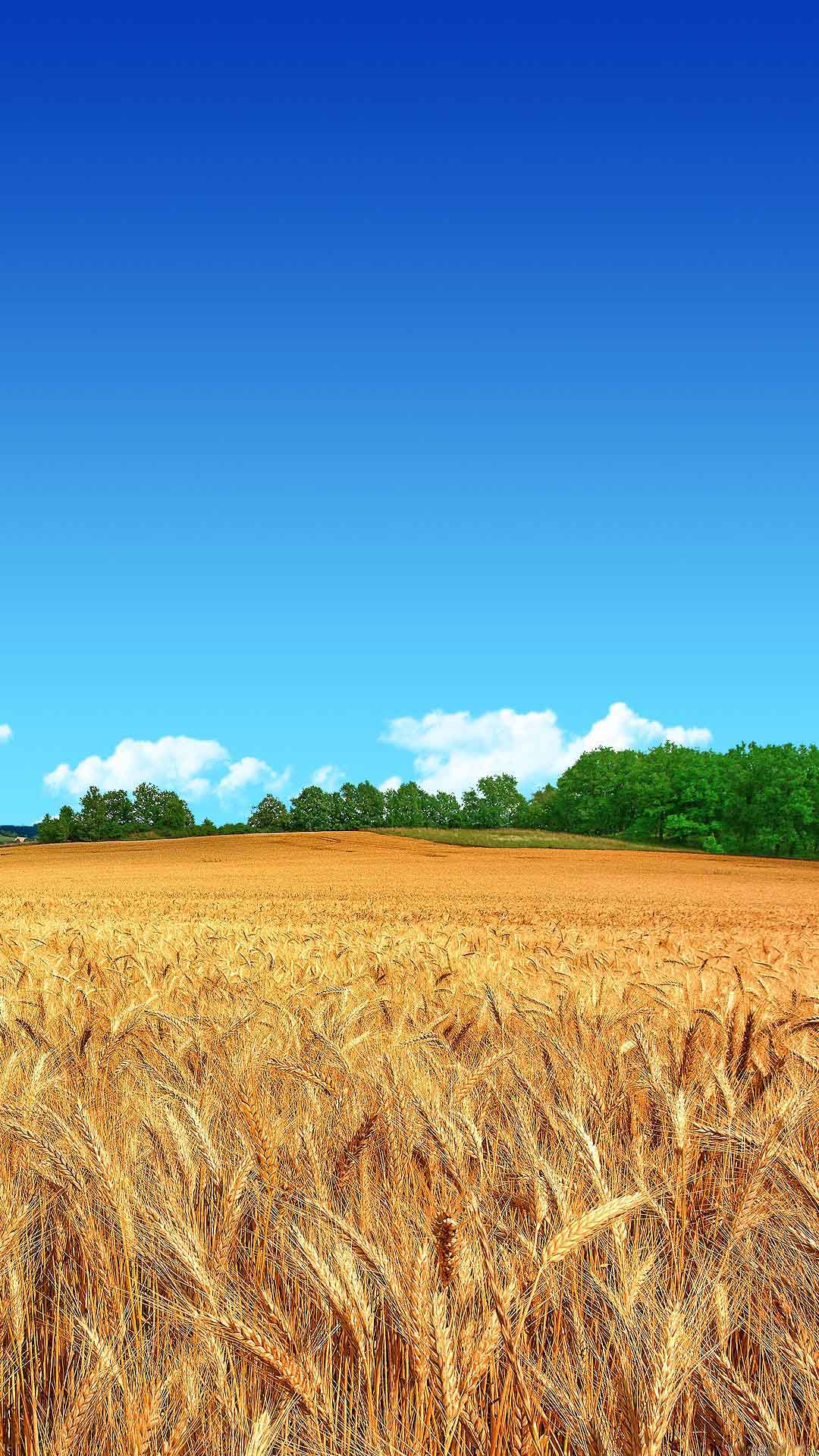 1080x1920 Wheat Field Clear Blue Sky Field Wallpaper HD HD Wallpaper