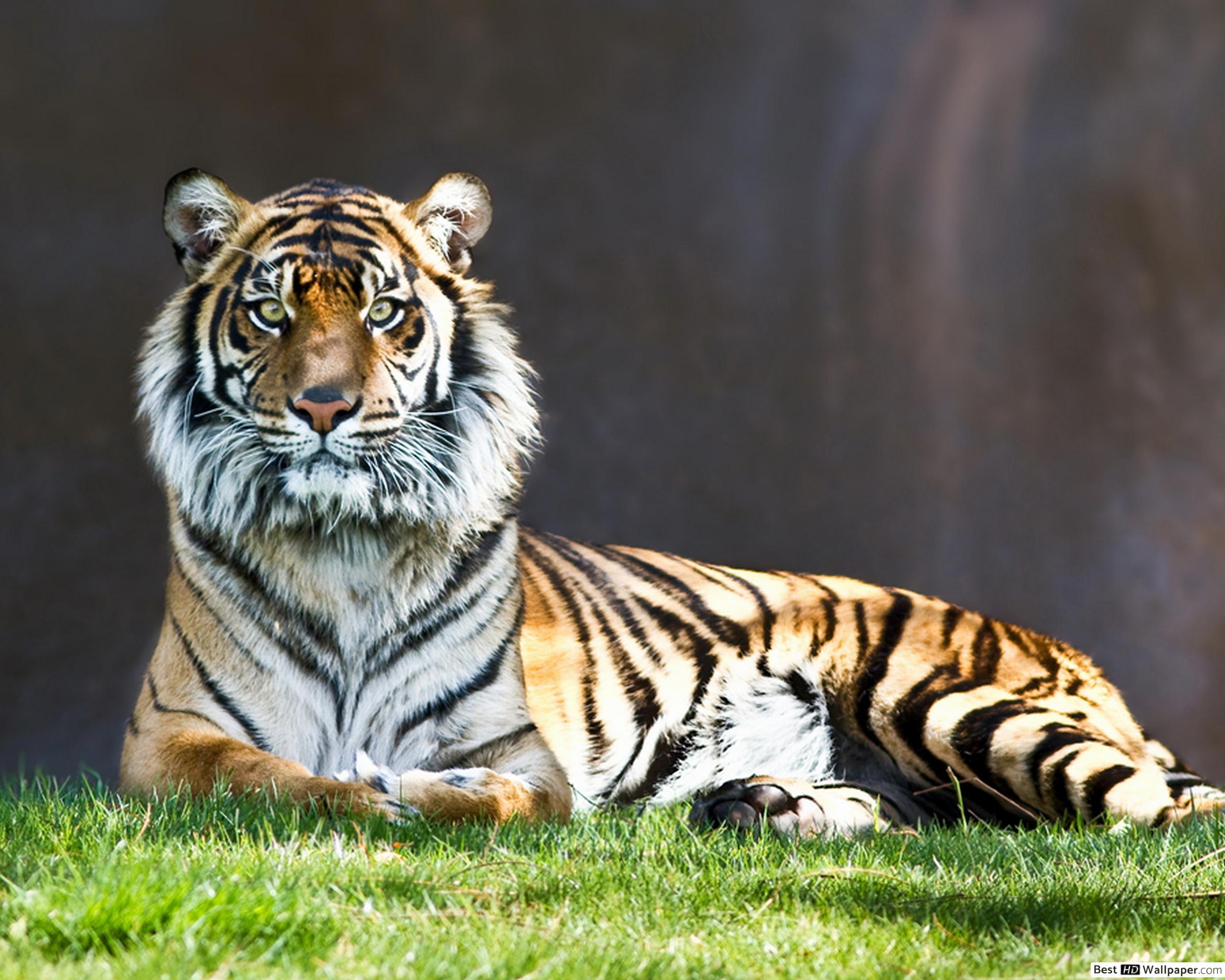 2560x2048 Tiger HD wallpaper download