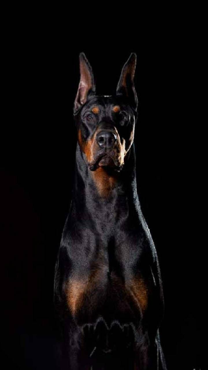 720x1280 Download Diablo wallpaper by Winstonsmom now. Browse millions of popular background Wallpaper. Scary dogs, Doberman pinscher dog, Doberman