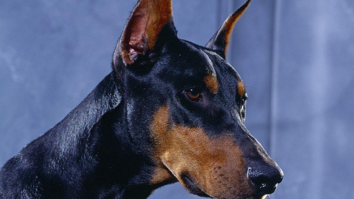 1200x675 LovelyTab Doberman Wallpaper for your Chrome! #doberman # wallpaper #dog #pet #puppy #followforfollow