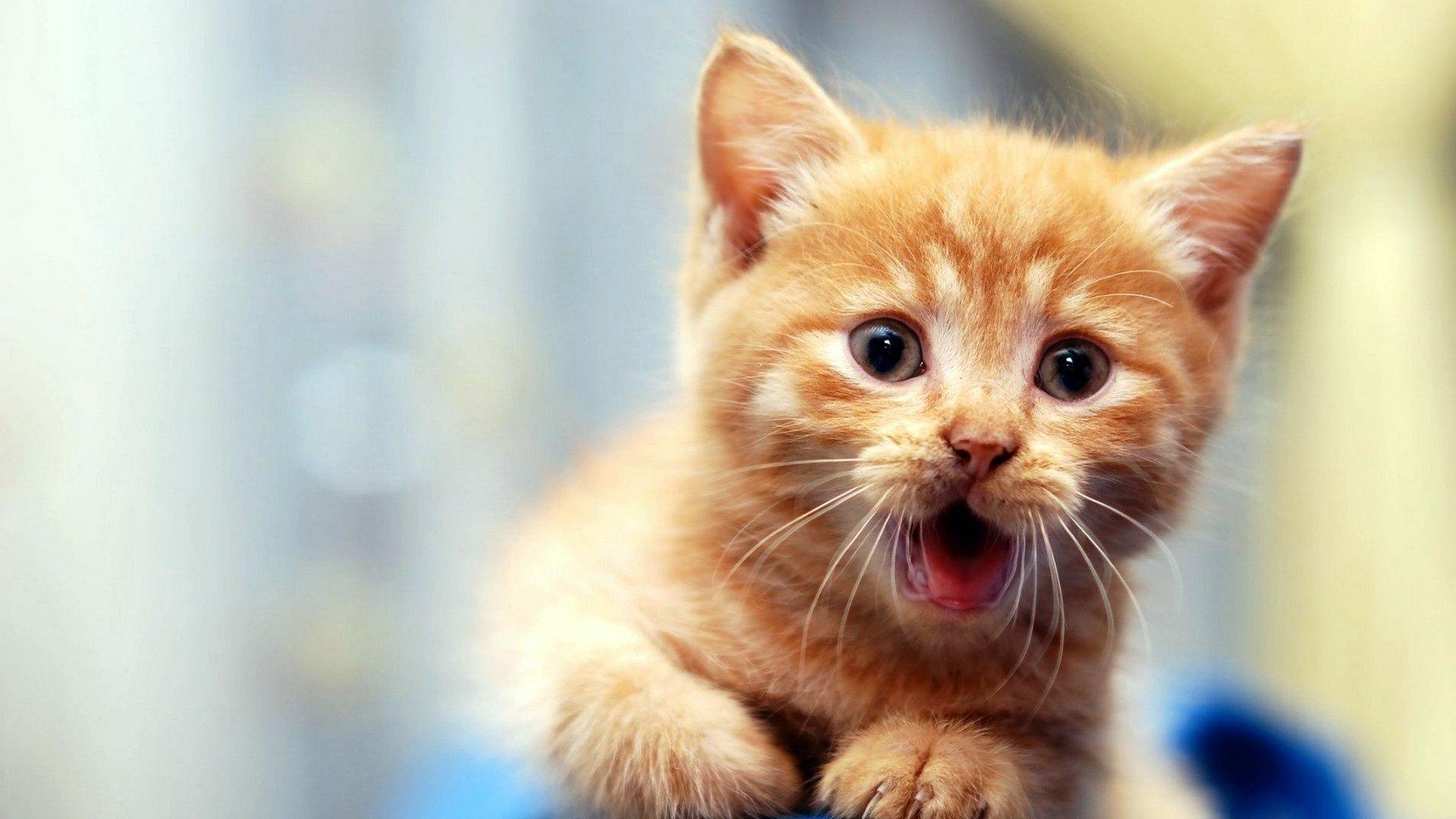 1920x1080 Cute Kitten Face HD Wallpaper