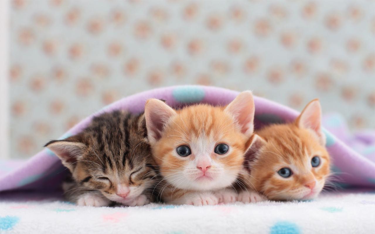 1280x800 Kittens (Lying, Face, Tabby & Red) Cat Wallpaper