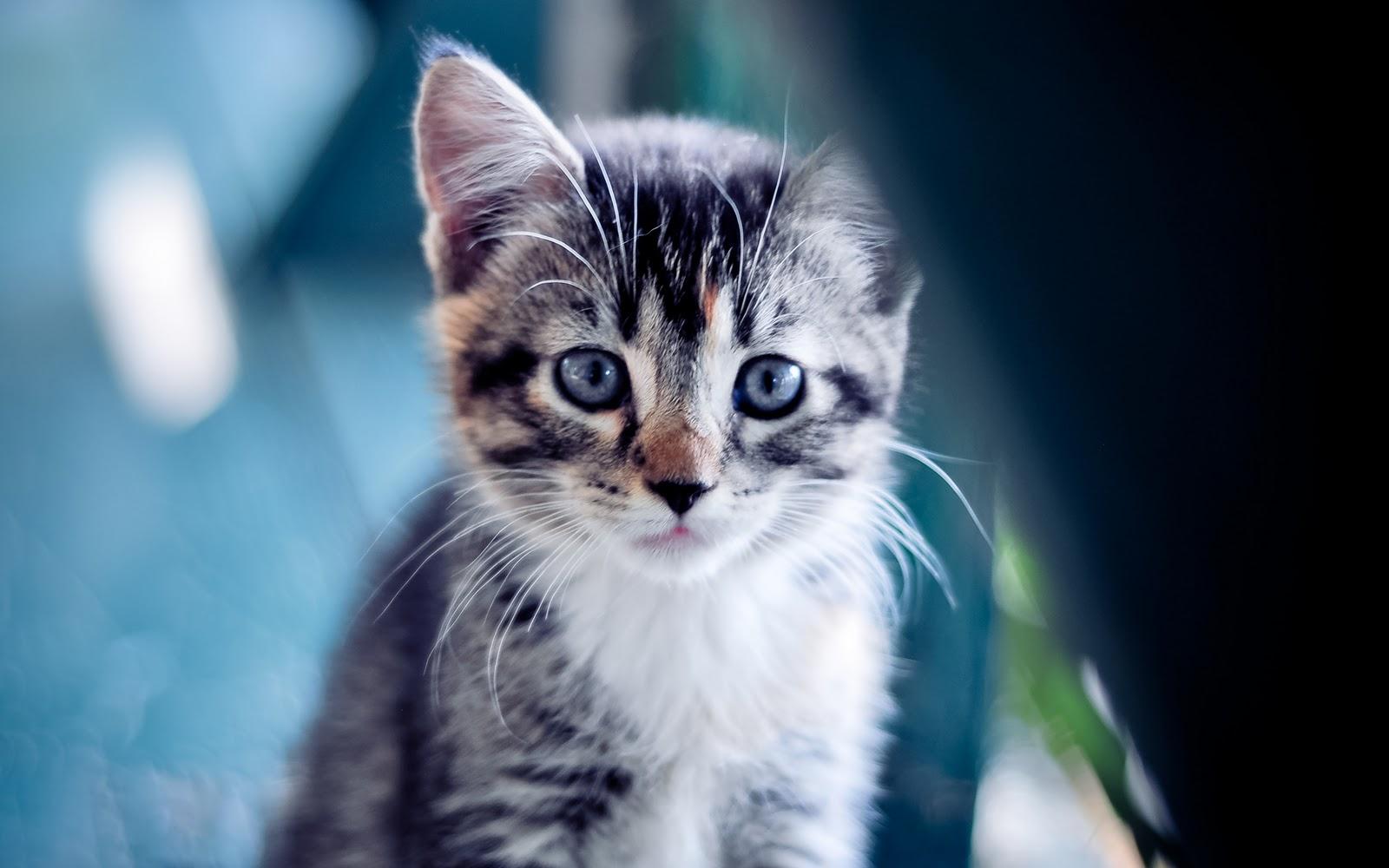 1600x1000 Sweet little kitten with sad face HD wallpaper. Home of Wallpaper. Free download HD wallpaper