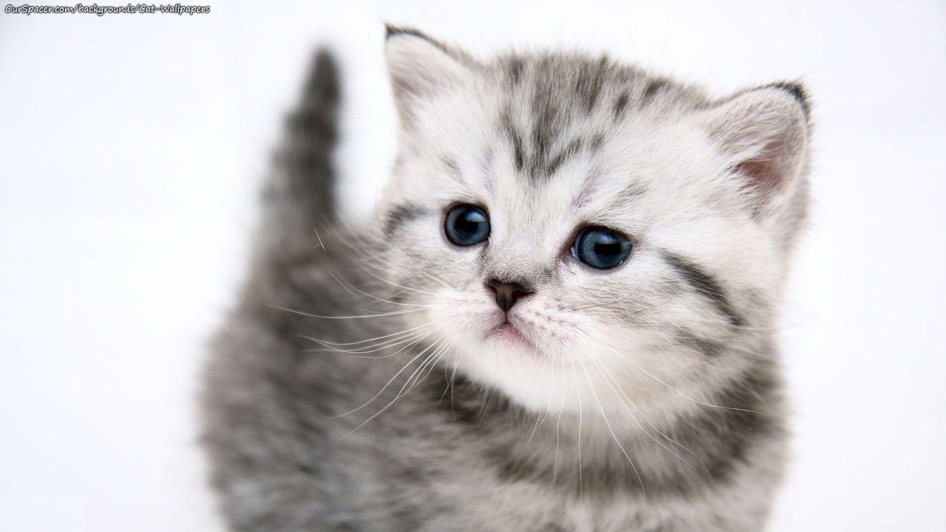 1920x1080 White Kitten Wallpaper