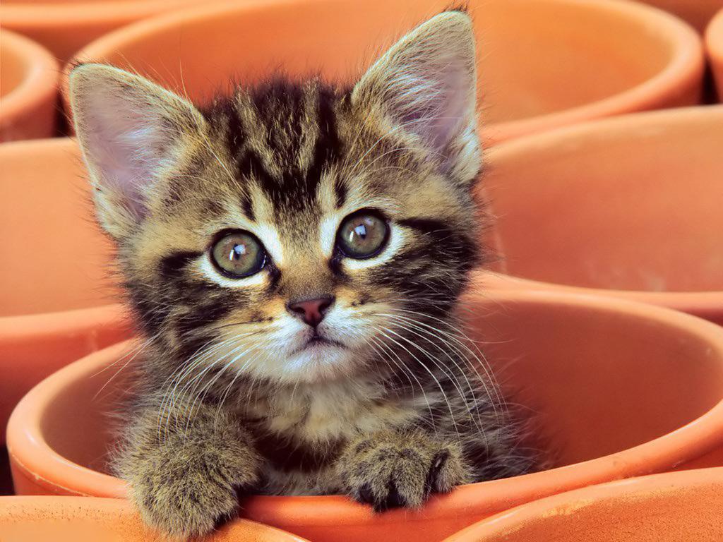 1024x768 Free Kittens Wallpaper for Desktop