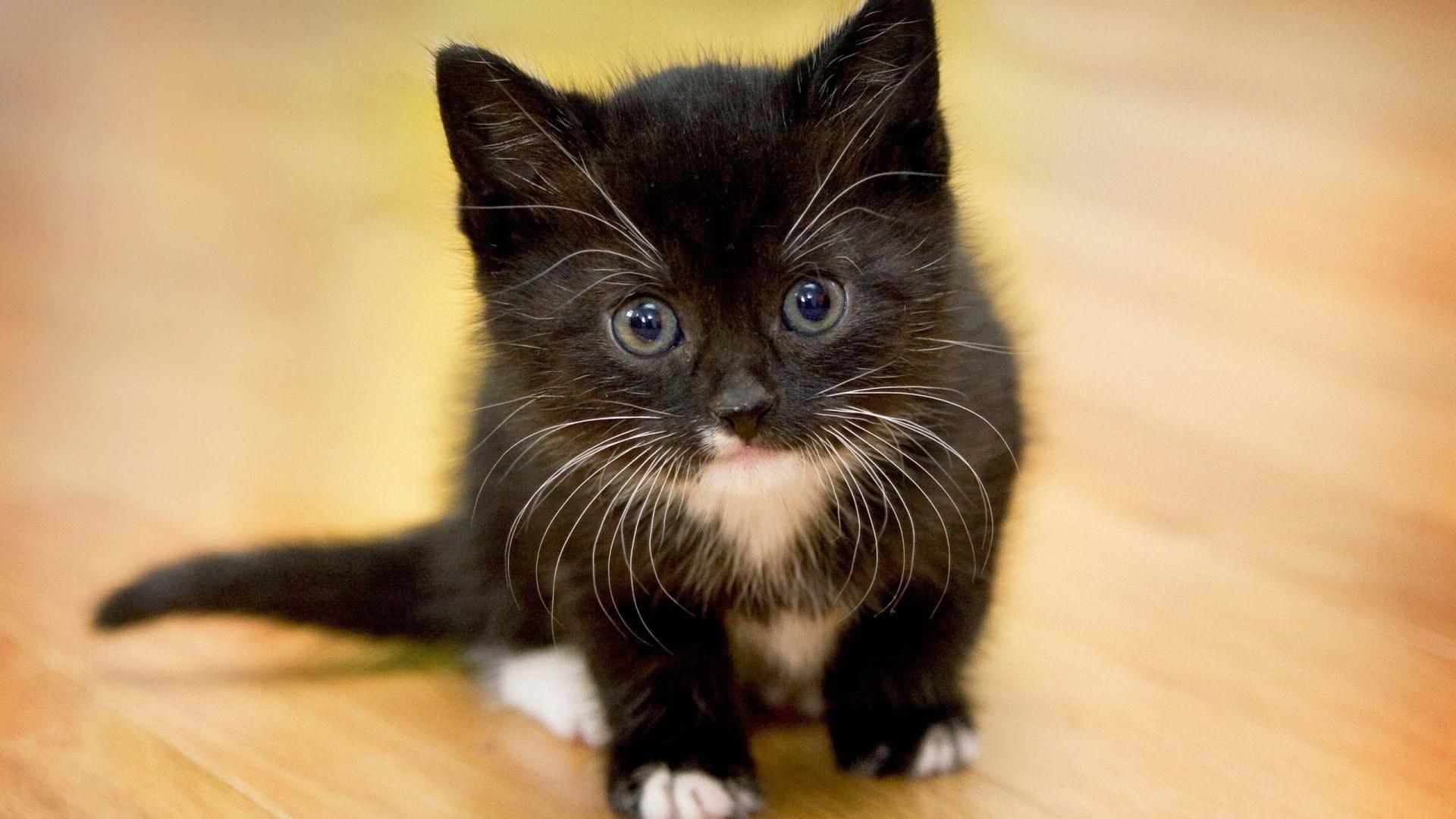 1920x1080 Cute Kitten Wallpaper (15 Photo)